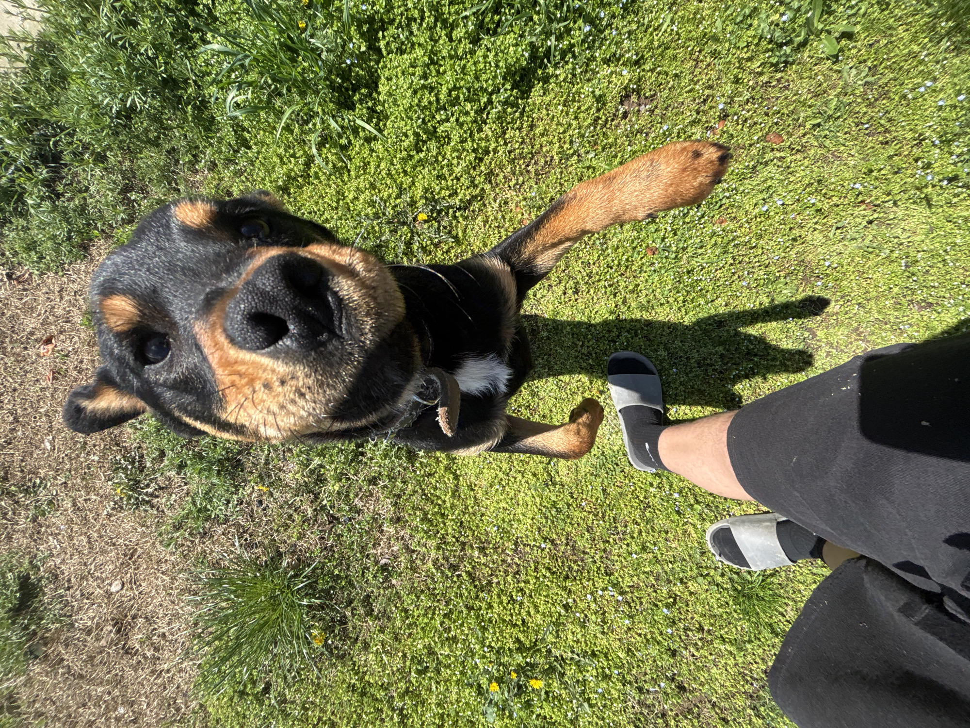The image shows an overhead view of a Rottweiler-mix dog standing on grass in an outdoor setting. A person is standing to the right of the dog, wearing black shorts, black socks, and gray slides. The grass is a mix of green and yellow, with patches of clover and small yellow flowers. The dog is looking up at the camera with a curious expression. The dog has black and tan markings and is wearing a collar. The location is likely in a backyard or park. Lehchevo, Bulgaria is not discernible from the image.