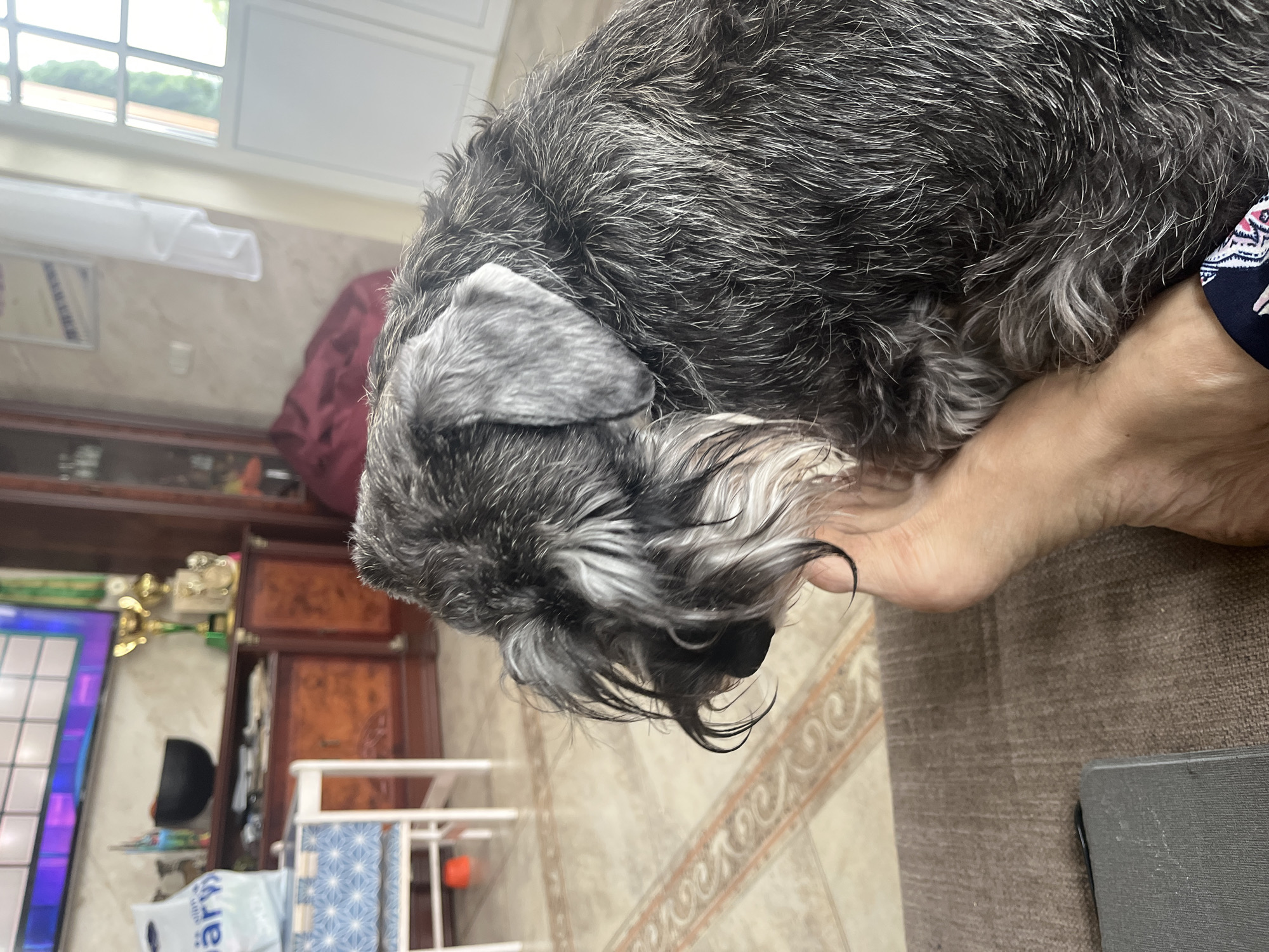 The image shows a close-up view of a Miniature Schnauzer dog resting its head on a person's foot. The dog has a salt-and-pepper coat and is facing to the left, with its eyes not visible. The person's bare foot is visible in the foreground, with the dog's fur touching the skin. The dog is positioned on a brown textured surface, likely a sofa or chair.
In the background, the scene appears to be an indoor domestic setting, possibly a living room. A television is visible in the upper left corner, displaying a grid of colorful squares. To the right of the television, there are shelves with various items, including trophies, a black bowl, and other decorative objects. Further to the right, a large red beanbag chair is partially visible. The flooring is tiled with an ornate pattern. A white-framed window with multiple panes is seen in the far right background, revealing greenery outside. A white curtain hangs to the left of the window. The overall impression is a casual, relaxed atmosphere in a home. There is no indication of the specific location within Vladimirovka, Russia.