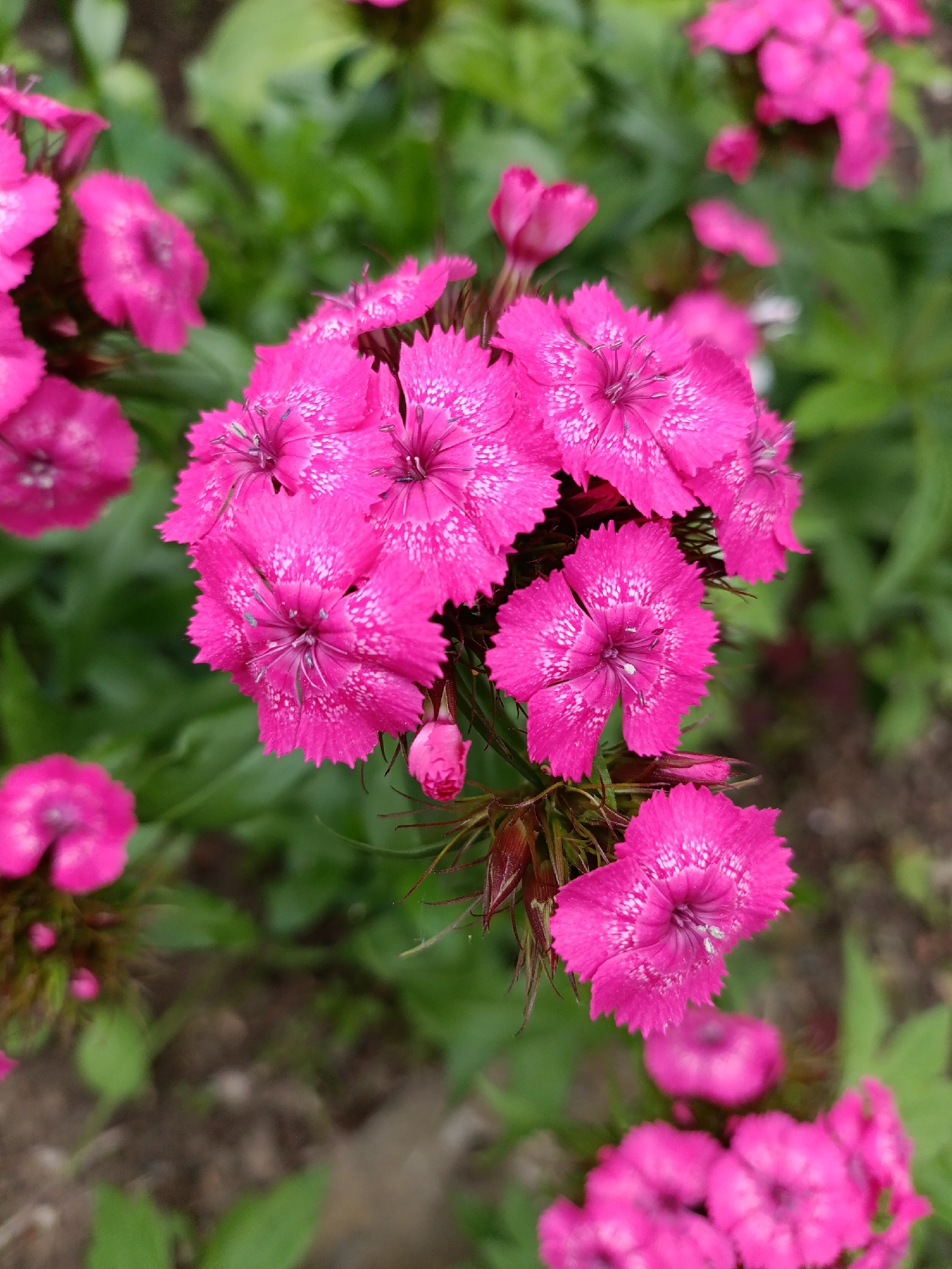 This is a close-up, eye-level photograph of a cluster of bright pink dianthus flowers in full bloom. The flowers have fringed petals and delicate white markings in their centers. They are set against a softly blurred background of green foliage and dark soil. The lighting appears to be natural daylight, creating a slightly diffused effect. The image was taken outdoors, likely in a garden or park setting. There are no people or animals visible in the scene.