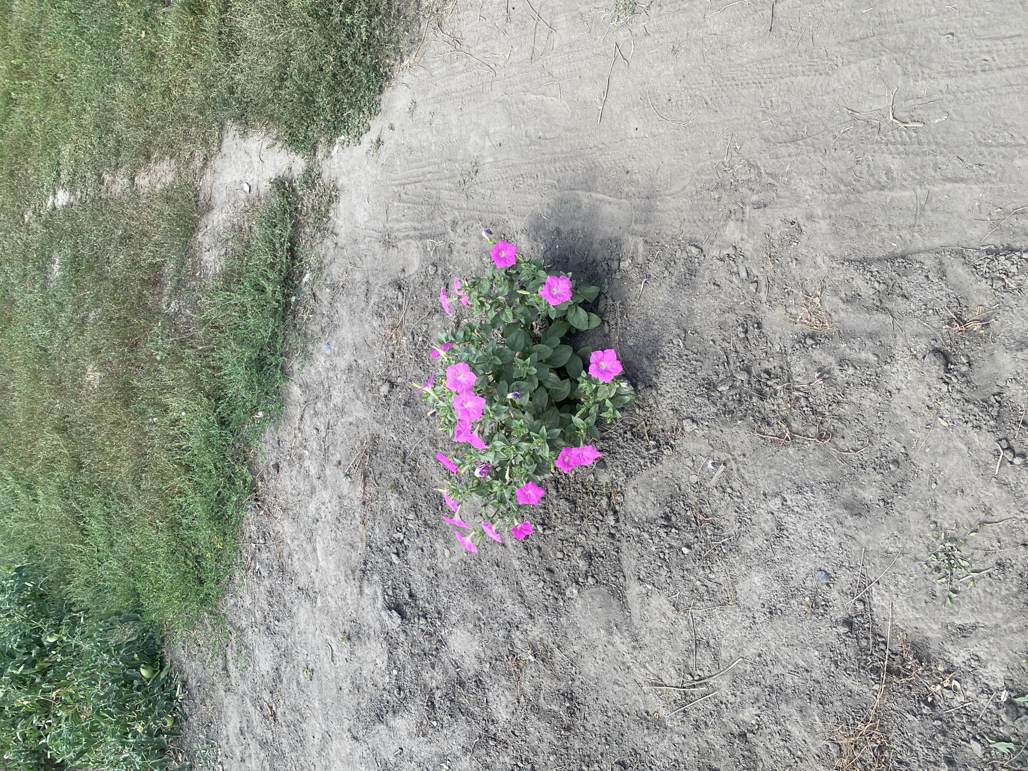 The image shows a patch of bright pink petunias growing in dry, dusty soil. The flowers are clustered together, forming a dense mound of vibrant color. The soil is a light brown, with small pebbles and dry grass scattered throughout. To the right of the flowers, a dirt path is visible, with tire tracks impressed into the surface. In the background, a patch of green grass and some leafy plants can be seen. The overall scene suggests an outdoor environment, possibly a garden or a roadside. The location is Ustyvytsia, Ukraine.