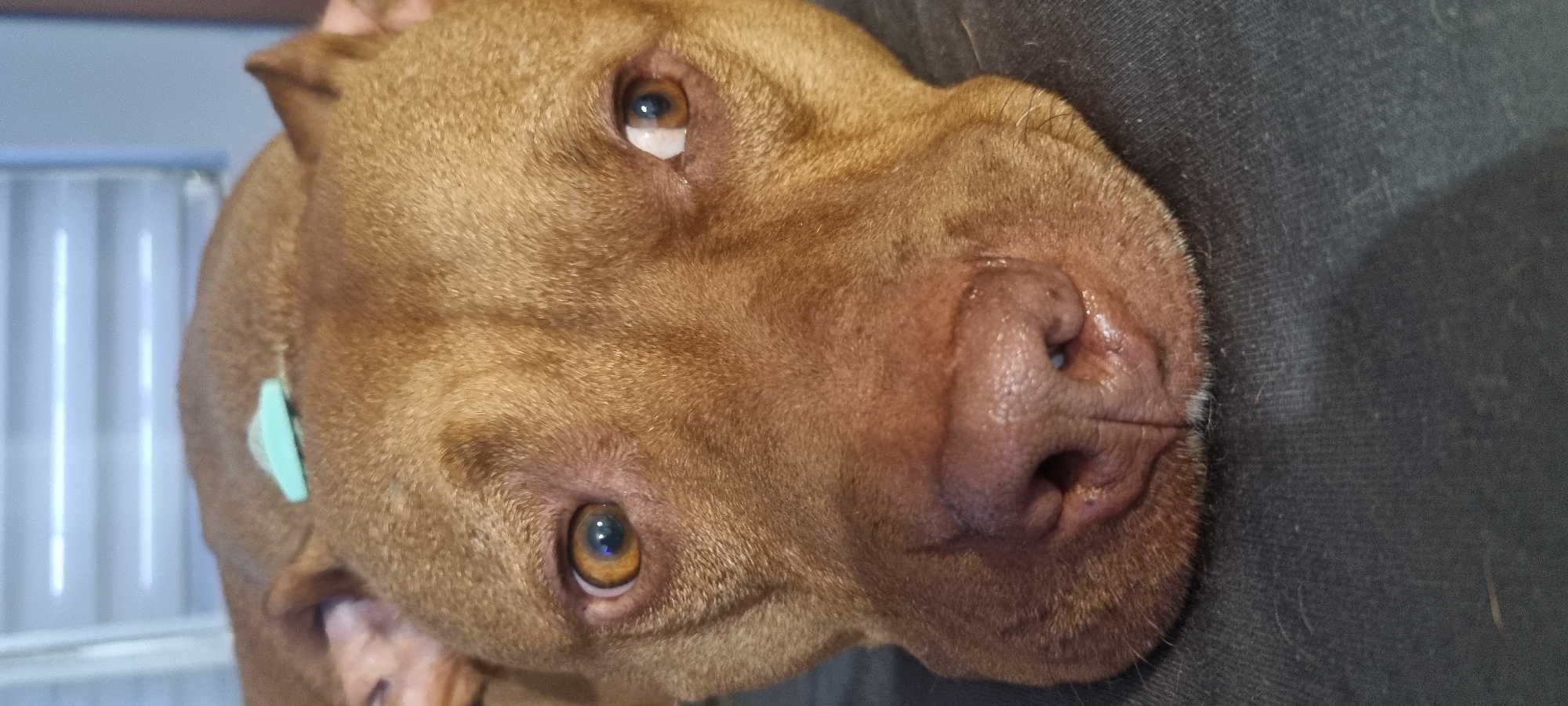 A close-up, high-angle shot depicts the head of a brown Pitbull dog resting on a dark gray, textured surface. The dog has a short, smooth coat, amber eyes, and a pink nose. A small, turquoise-colored object is attached to the dog's neck, likely a collar or identification tag. The background suggests an interior setting with a blurred vertical structure.
The location in Sofia, Bulgaria is not able to be determined.