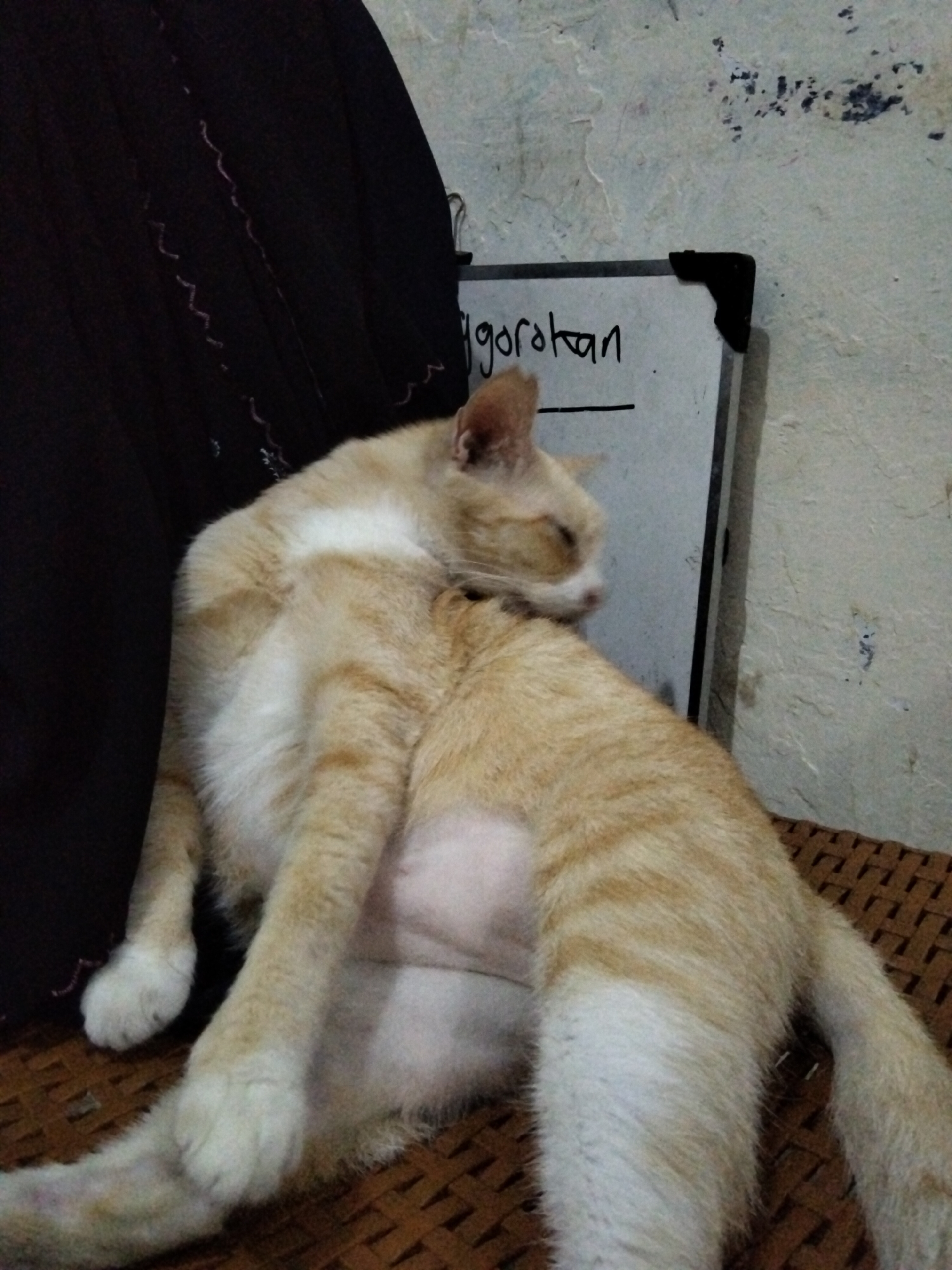 An orange and white cat is shown resting on a woven mat in front of a blackboard with Indonesian writing. The cat is in a relaxed position, with its eyes partially closed, and appears to be leaning against a dark fabric object. The blackboard, which has the word "Tegorakan" written on it, is propped against a light-colored wall. The scene is dimly lit, suggesting it might be indoors. The location is East Jakarta, Indonesia, and the scene appears to be a domestic setting.