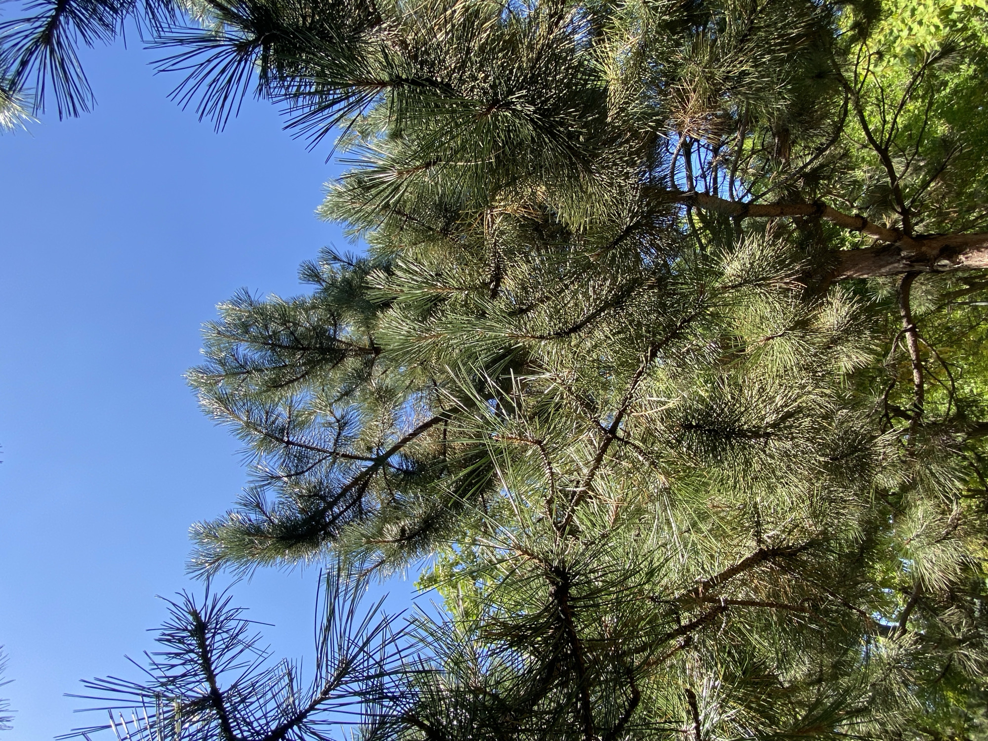 A low-angle shot captures the dense foliage of a pine tree against a clear blue sky. The pine needles, a vibrant green, fill the frame, with the branches of the tree creating a natural canopy. In the background, glimpses of other green trees are visible, suggesting a park or wooded area. The lighting indicates it is daytime, with sunlight filtering through the needles. The image was taken in Chișinău, Moldova.