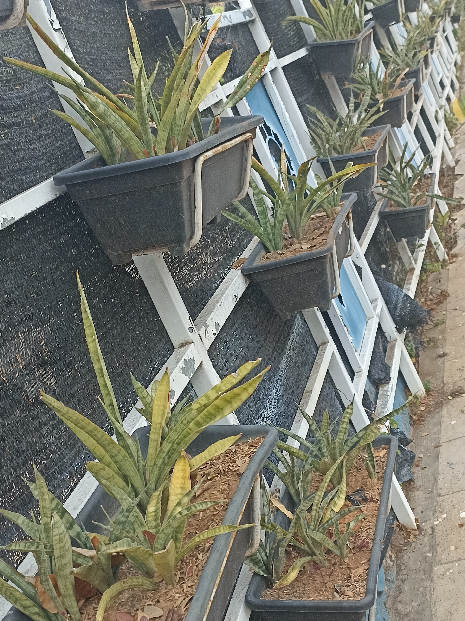 A vertical garden featuring snake plants in black rectangular planters is attached to a white lattice structure against a dark mesh background. The planters are arranged in a staggered pattern, creating a tiered effect. Some of the plants show signs of yellowing leaves, suggesting potential stress or lack of care. The garden appears to be situated outdoors, alongside a paved walkway. The presence of blue panels within the lattice structure adds a touch of color to the scene. The overall impression is of an urban environment, possibly a public space or commercial establishment in Banyuwangi, Indonesia, designed to incorporate greenery.