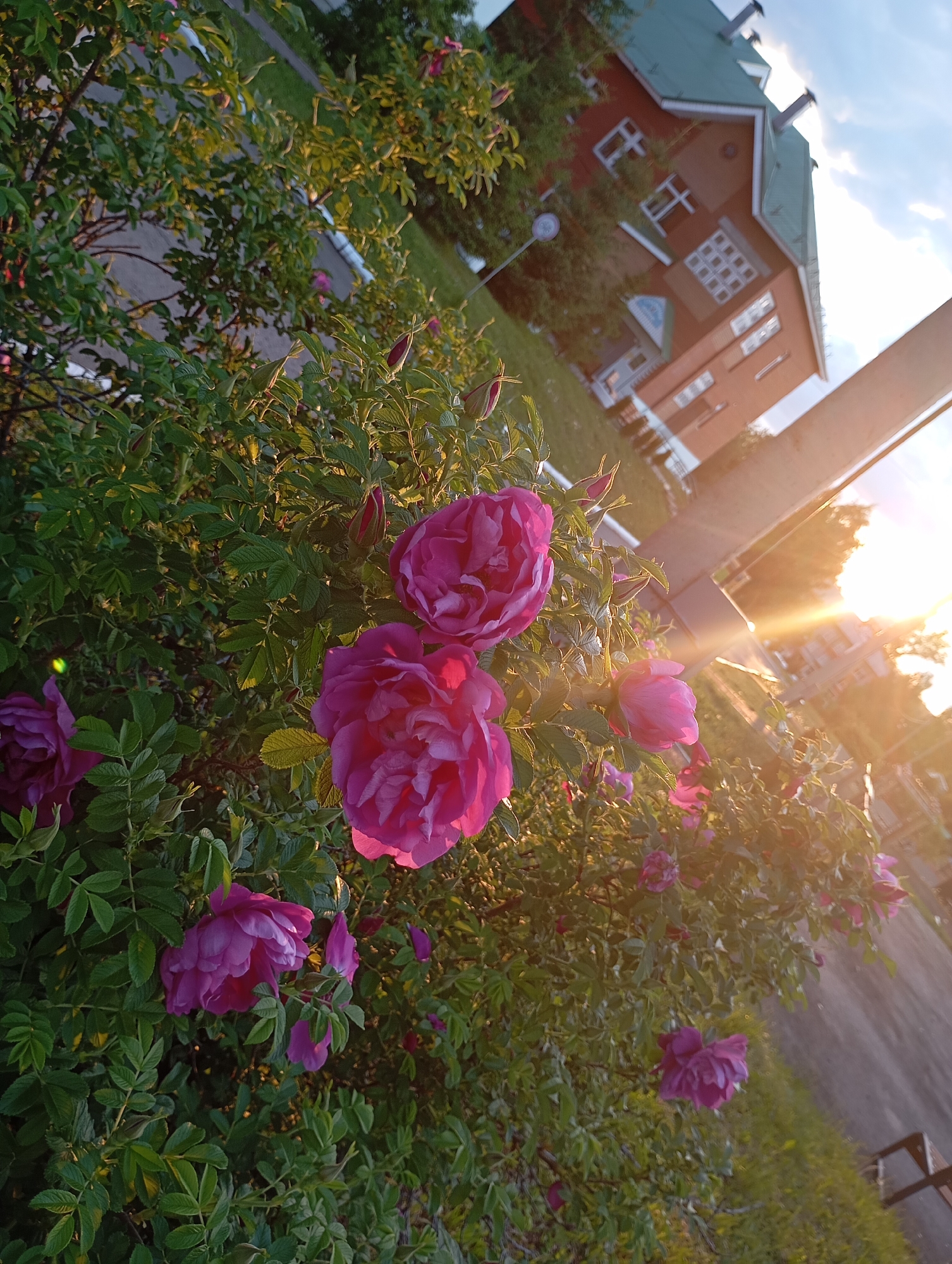 The image depicts a bush of blooming pink flowers, with a building visible in the background. The scene is bathed in a warm, golden light, suggesting either sunrise or sunset. The architecture of the building is distinct, featuring a red facade, white window frames, and a green roof with chimneys. The perspective is slightly skewed, giving the impression that the image was taken from a low angle. The overall environment seems to be an urban or suburban setting, possibly a park or garden area near the building. The location is Фоки, Russia.