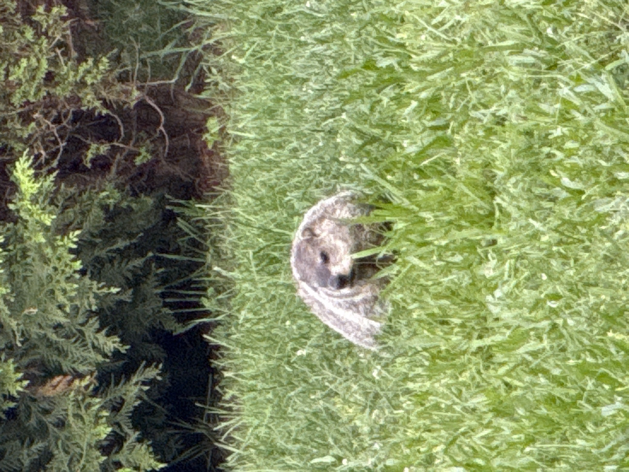 A woodchuck is visible in a grassy field with trees in the background. The woodchuck is facing to the right and is partially obscured by the grass. The woodchuck appears to be a light brown and white color. The trees in the background are green and brown. The scene is outdoors and appears to be during the daytime. The location is Silver Spring Township, United States of America.