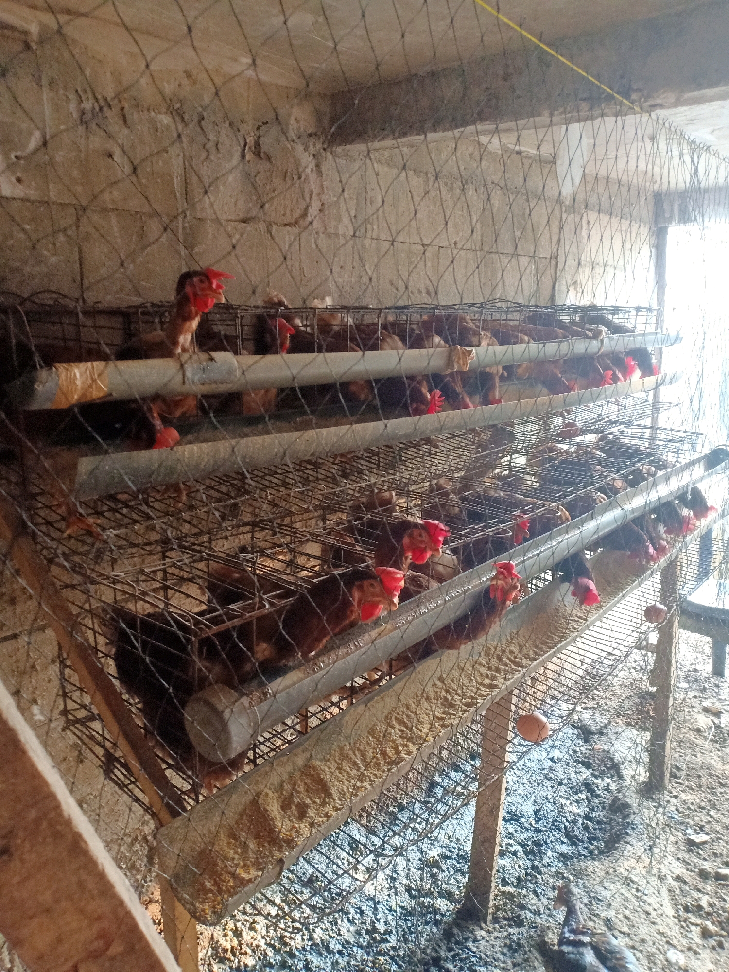 The image depicts a two-tiered chicken cage system, likely in a farm or coop. Numerous chickens with brown and reddish-brown plumage are visible within the wire cages. Some chickens are actively pecking at feed in troughs positioned along the front of each cage. The cages are constructed of wire mesh and metal framing, with wooden supports. The background shows a rough, textured wall, possibly concrete or stucco, and a wire mesh barrier overhead. The ground beneath the cages is covered in scattered feed, droppings, and debris. One chicken is visible outside the cage, on the ground below. A single brown egg rests on the wire mesh of the lower cage. The scene suggests a functional, albeit rustic, poultry operation. The location is identified as Tasikhargo, Indonesia.