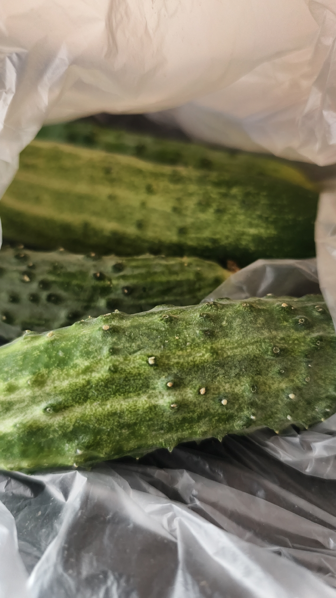 A close-up, eye-level shot shows several cucumbers inside a plastic bag. The cucumbers are a vibrant green with darker green stripes and small white bumps on their skin. The plastic bag is white and crinkled at the top, revealing the cucumbers beneath. The bottom of the bag appears to be a dark gray plastic. The lighting is bright, suggesting an indoor setting.