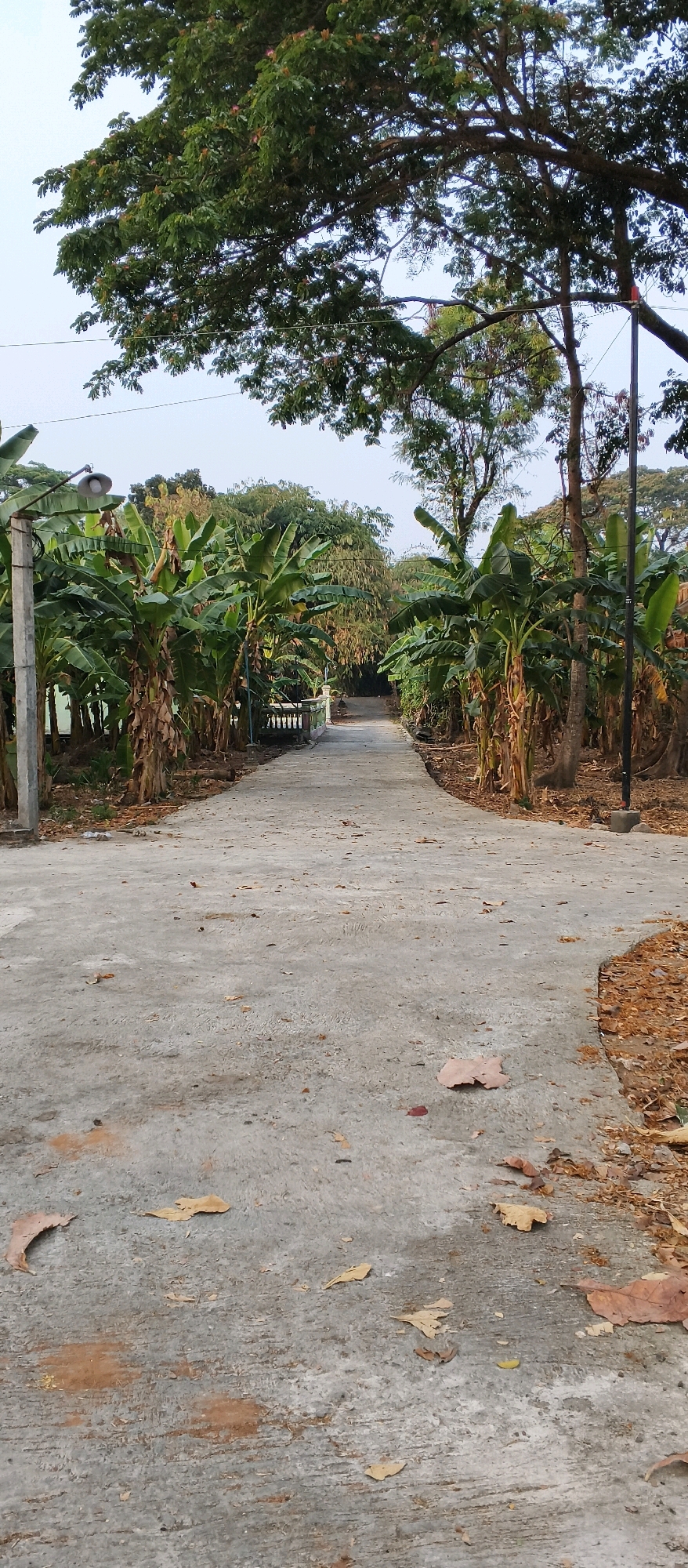 The image depicts a paved pathway winding through a lush, tropical environment, likely in Japanan, Indonesia, given the presence of banana trees. The pathway is concrete and shows signs of wear, with scattered dry leaves and some discoloration from moisture.
On the left side of the pathway, a lamppost stands tall, equipped with a vintage-style lamp. Adjacent to the lamppost is a dense grove of banana trees, their large, green leaves creating a canopy. Further down the path, a white railing is visible, suggesting a small bridge or elevated section.
To the right of the pathway, more trees and vegetation are present, with fallen leaves carpeting the ground. The overall impression is one of a serene, natural setting, perhaps a park or a rural road, characterized by verdant foliage and a tranquil atmosphere. The sky above is a pale, overcast hue, indicating diffused light typical of a tropical climate. No people are visible in the image.