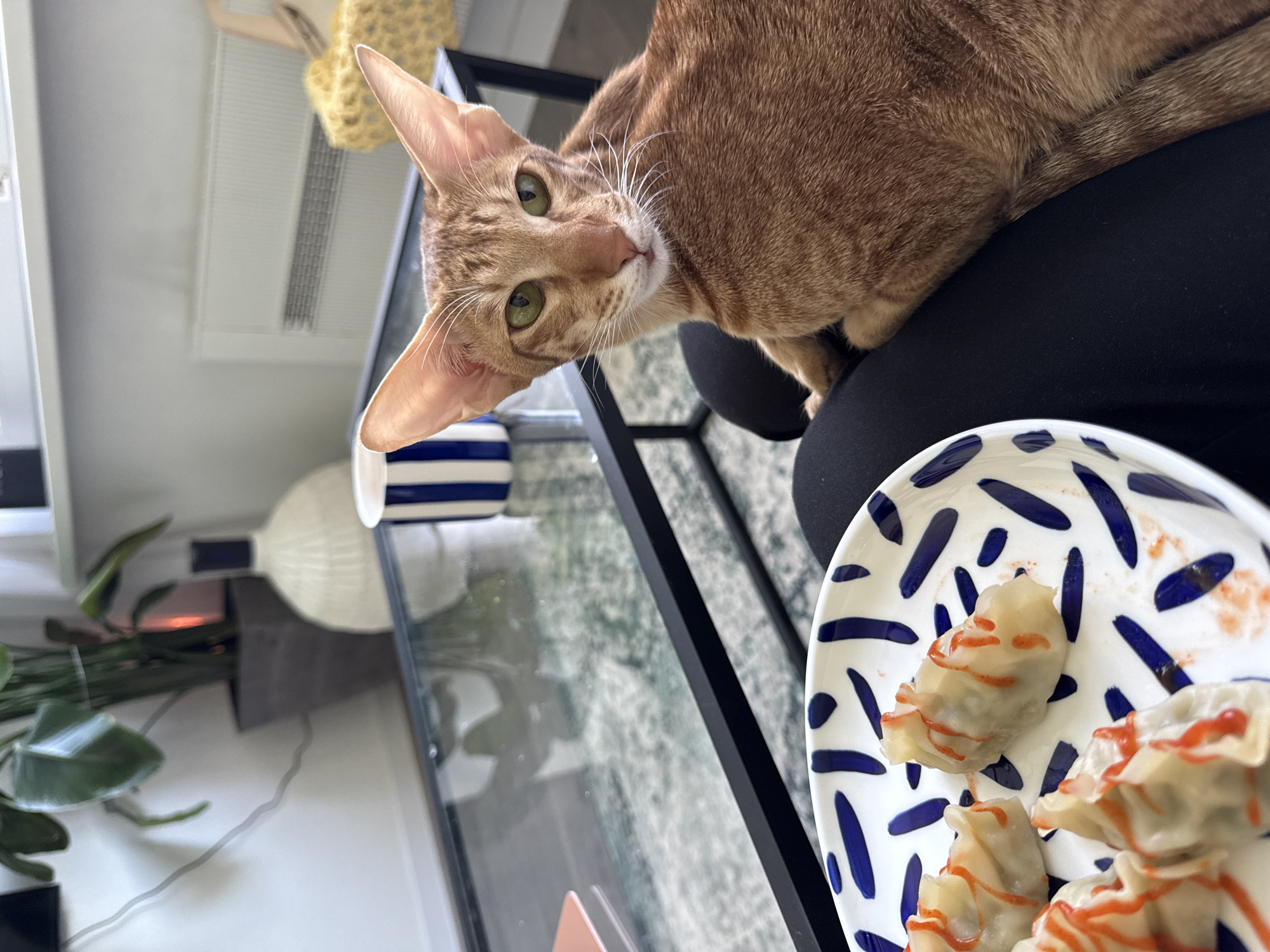 A tan cat with large ears lies on a person wearing black pants. Next to the person is a plate of dumplings with red sauce on a glass table. A striped cup and lamp are visible in the background, as well as part of a house plant and a knitted object hanging from the wall. The location is unknown and there is no indication that this image was taken in the city of Khimki, Russia.
