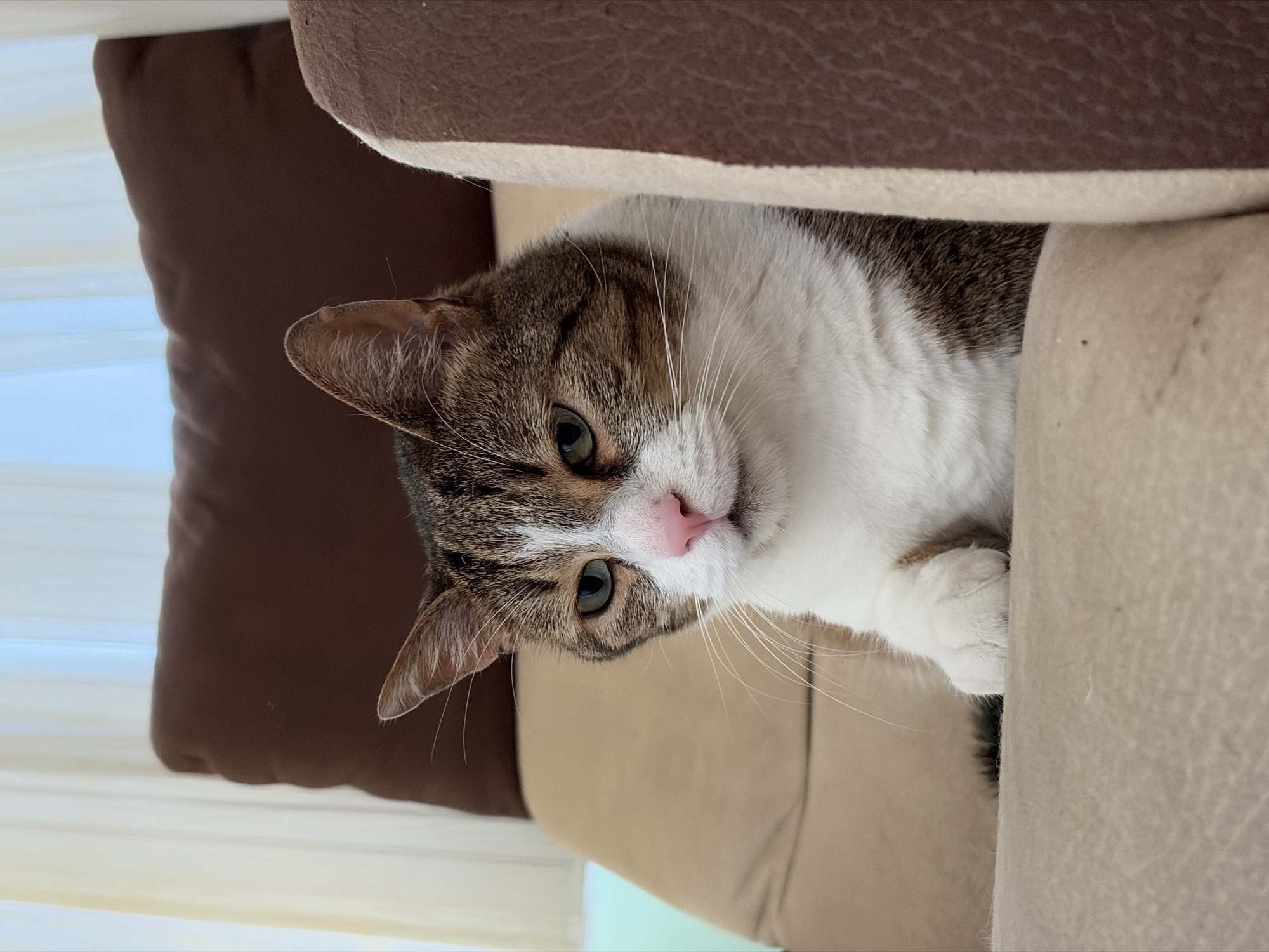 A domestic short-haired cat with prominent tabby markings and white fur on its face, chest, and paws peeks from behind a multi-tiered cat tree. The cat's head is tilted slightly, and its striking green eyes gaze directly at the viewer with an alert and curious expression. Its nose is a delicate pink, surrounded by white fur and long whiskers.
The cat's body is partially hidden by the beige, carpeted platform of the cat tree, which has brown trim. A dark brown cushion or pillow is visible further back on the left side of the frame, providing a contrasting backdrop to the cat's ear. A bright, diffused light source, possibly a window or curtain, illuminates the background behind the pillow.
The overall setting appears to be indoors during daytime, suggesting a relaxed environment where the cat is observing its surroundings. No text is visible in the image.