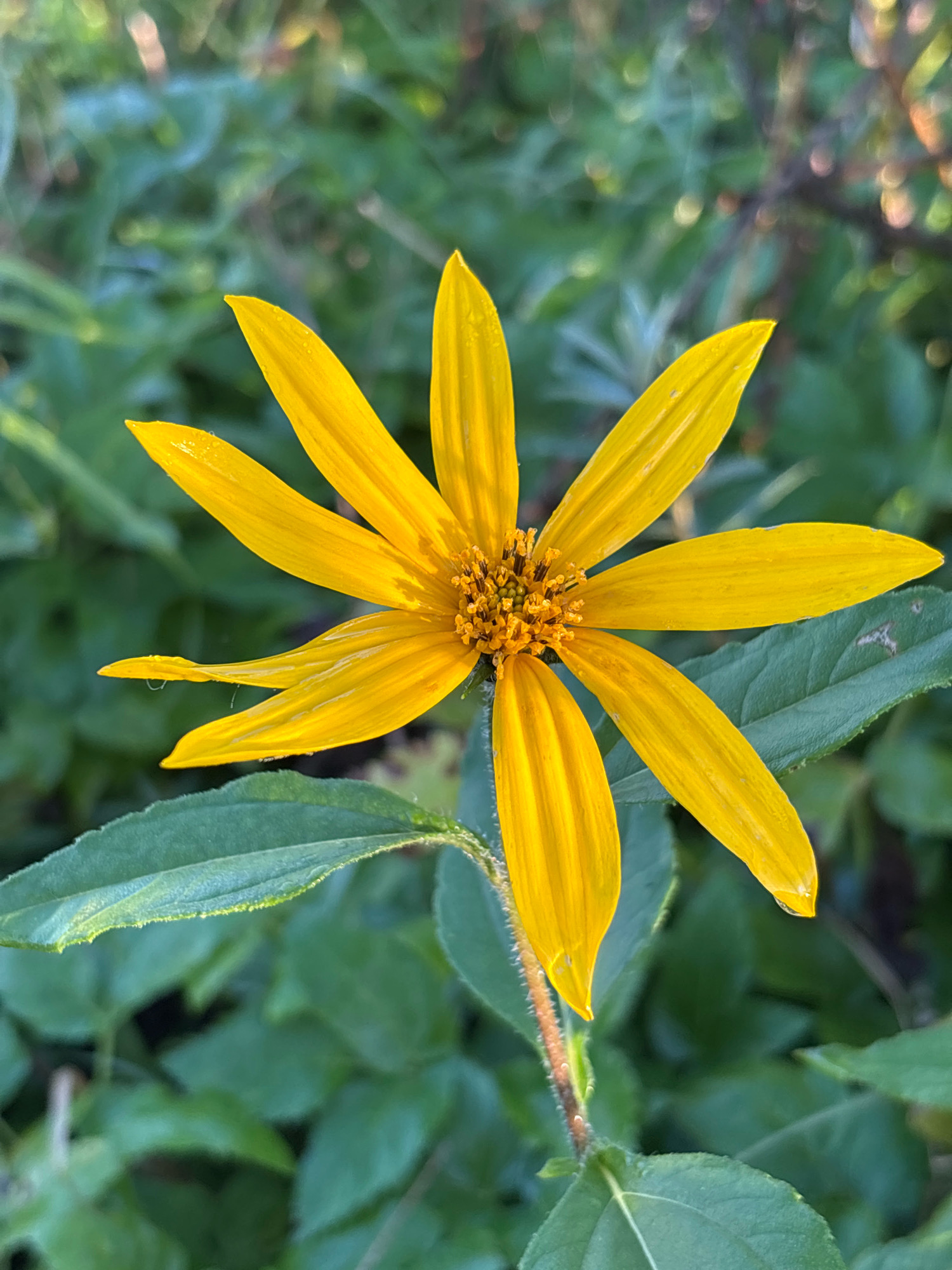A close-up, vertical shot captures a single, vibrant yellow flower with seven pointed petals and a central disc of smaller, golden florets. The flower is positioned slightly left of the frame's center, against a blurred background of green foliage. Dewdrops are visible on the petals, suggesting recent moisture. The flower's stem, covered in fine hairs, is also visible, along with a broad, serrated green leaf at the bottom. The setting appears to be an outdoor environment, possibly a garden or natural landscape, with soft lighting and a shallow depth of field that emphasizes the flower. The location is identified as the city of Семибратово, Russia. There are no people or specific actions depicted in the image.