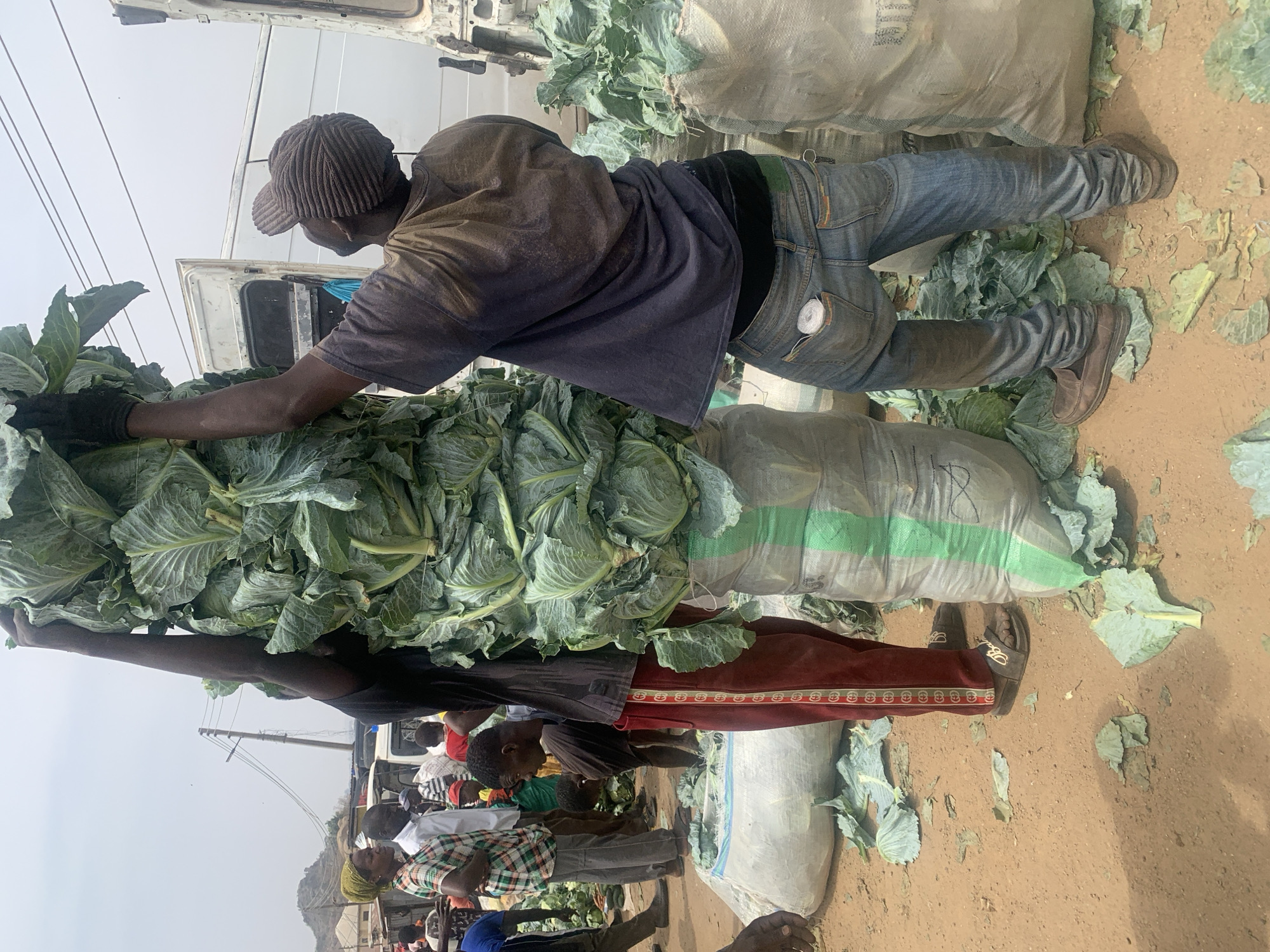 Two men are unloading large, leafy green vegetables, likely cabbages, from the back of a white truck. The vegetables appear to be piled high in front of them, and some are scattered on the ground. One man, wearing a brown cap, a dark-colored shirt, and jeans, is reaching into the truck. The other man, wearing red pants with a decorative stripe, is standing behind the pile of vegetables. Several people are standing around in the background, and the setting appears to be an outdoor market or distribution point. The ground is dirt or dust. The location appears to be in Jos, Nigeria, based on contextual clues such as the likely crop, environment, and clothing.