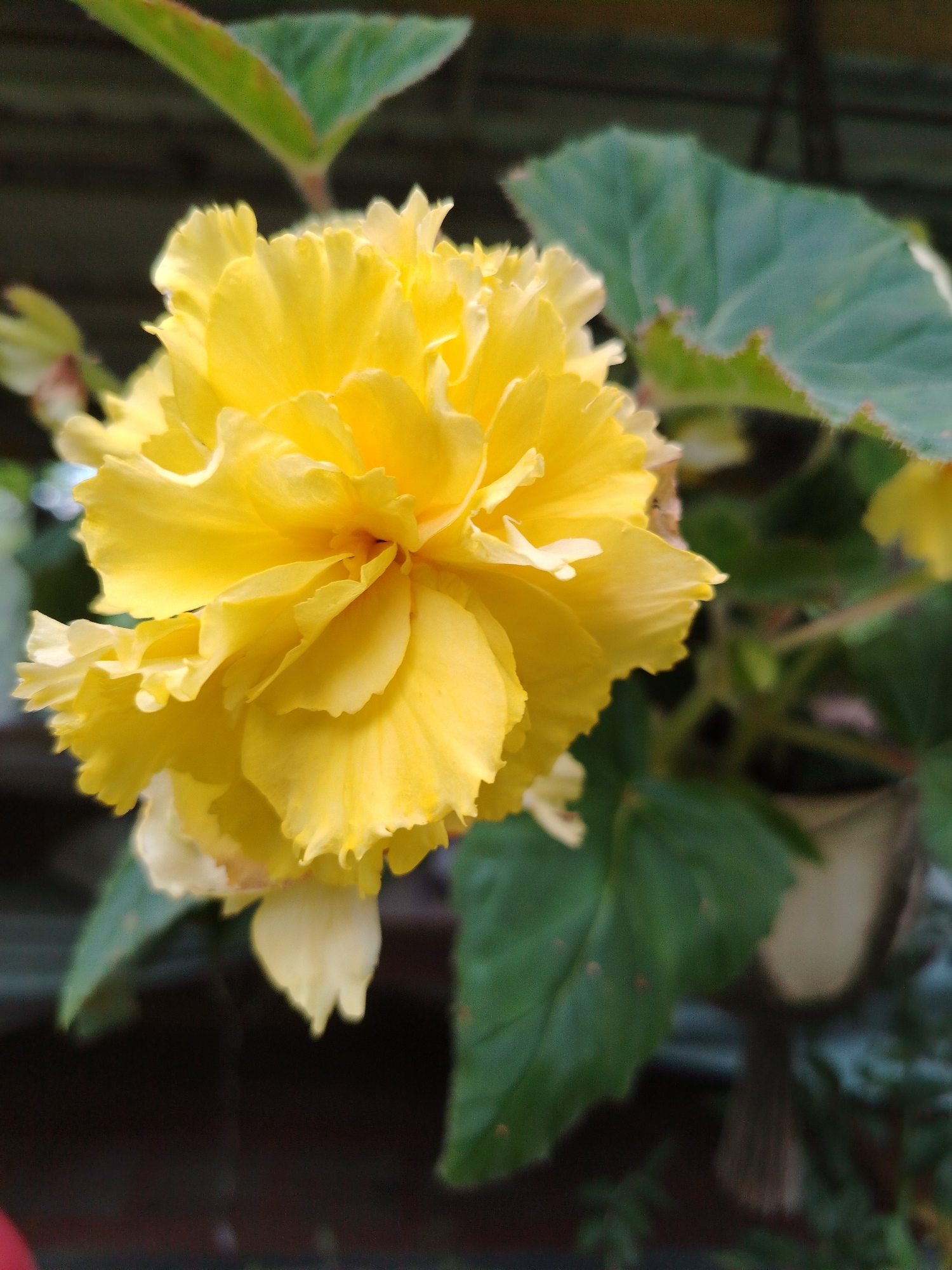 A close-up, eye-level shot focuses on a bright yellow, ruffled begonia flower. The petals are layered and appear to be full and delicate. Behind the flower, the background is softly blurred, showing parts of green begonia leaves and a dark, textured surface, possibly a wall or fence. The lighting suggests it is daytime, possibly overcast or in shade. The image does not provide any information about the city of Artyom, Russia, or any human presence.