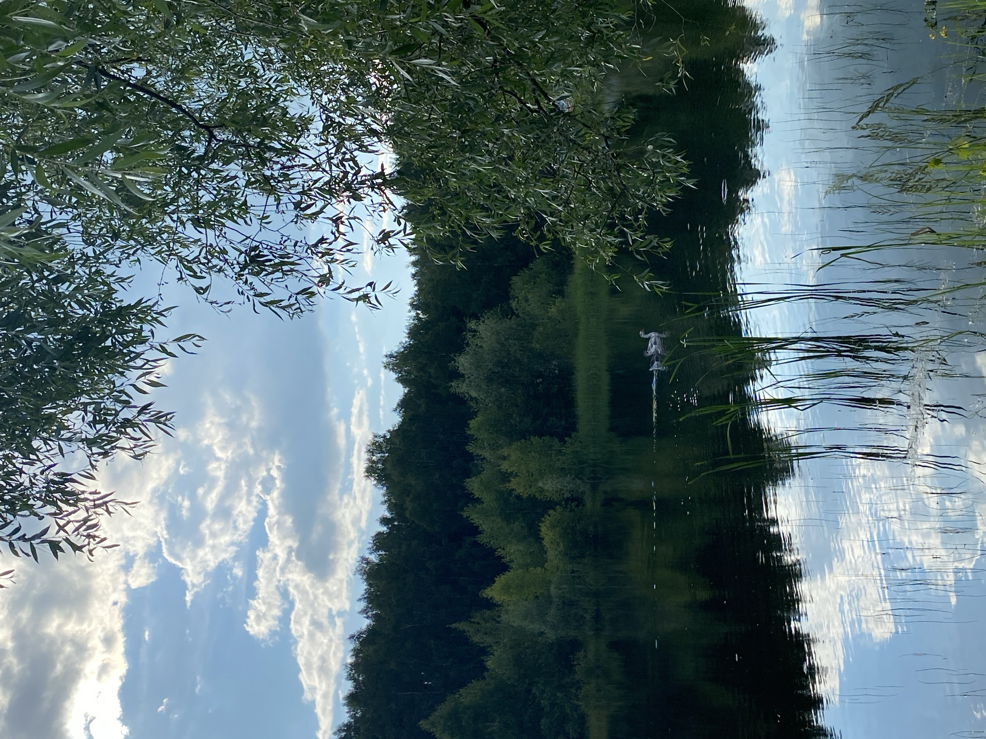 The image depicts a serene natural scene, likely a lake or pond, with a dense forest bordering its far edge under a cloudy sky. In the foreground, tall reeds emerge from the water, their reflections mirroring the sky and surrounding vegetation. A cluster of three geese are visible on the water, swimming towards the left of the frame. A large tree with drooping branches, possibly a willow, dominates the right side of the image, its leaves casting dappled shadows. The water surface is dark and reflective, showing the inverted image of the forest and clouds. The overall impression is one of a quiet, natural landscape. The image is consistent with scenery found in and around Novyi Ural, Russia, where such bodies of water and forested areas are common.