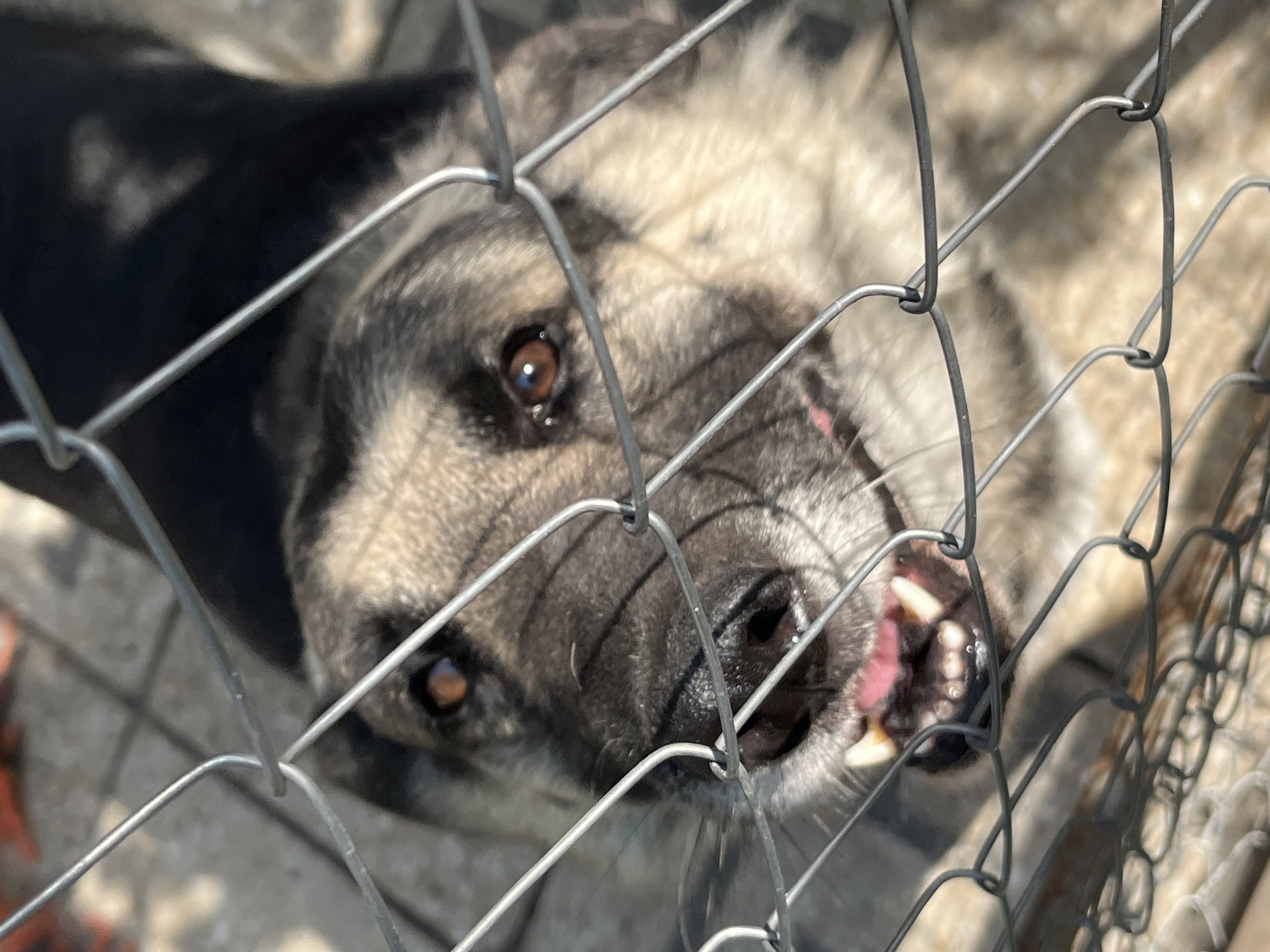 The media file is a close-up, eye-level shot of a dog's face behind a wire fence. The dog appears to be a medium-sized breed with a grey and black coat. Its mouth is open, revealing sharp teeth and pink gums, suggesting it might be growling or barking. The dog's eyes are dark brown and appear alert. The fence is made of silver wire and is in focus, obscuring parts of the dog's face and the background. The background appears to be an outdoor setting with a concrete surface and hints of what might be other enclosures or structures, also out of focus. The lighting suggests it is daytime, with bright sunlight casting shadows. The overall impression is one of a tense or potentially aggressive animal. There is no visible text in the image. The location is Lviv, Ukraine.