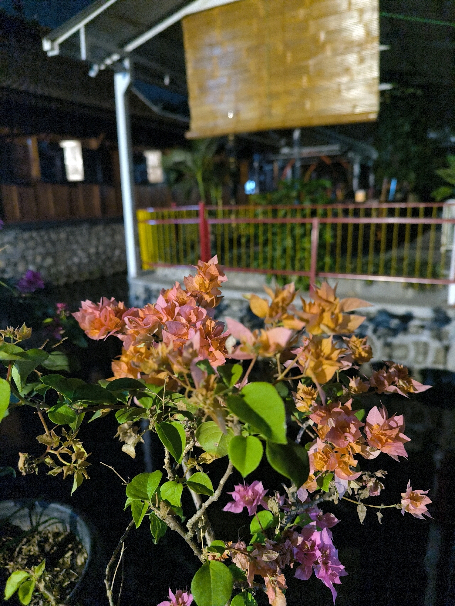 The image shows a close-up view of bougainvillea flowers in shades of pink and orange, with green leaves, against a dark background. In the mid-ground, there is a stone wall, a red and yellow fence, and a building with illuminated windows. A wooden structure hangs above the fence. The scene appears to be outdoors at night, possibly in a garden or courtyard setting.