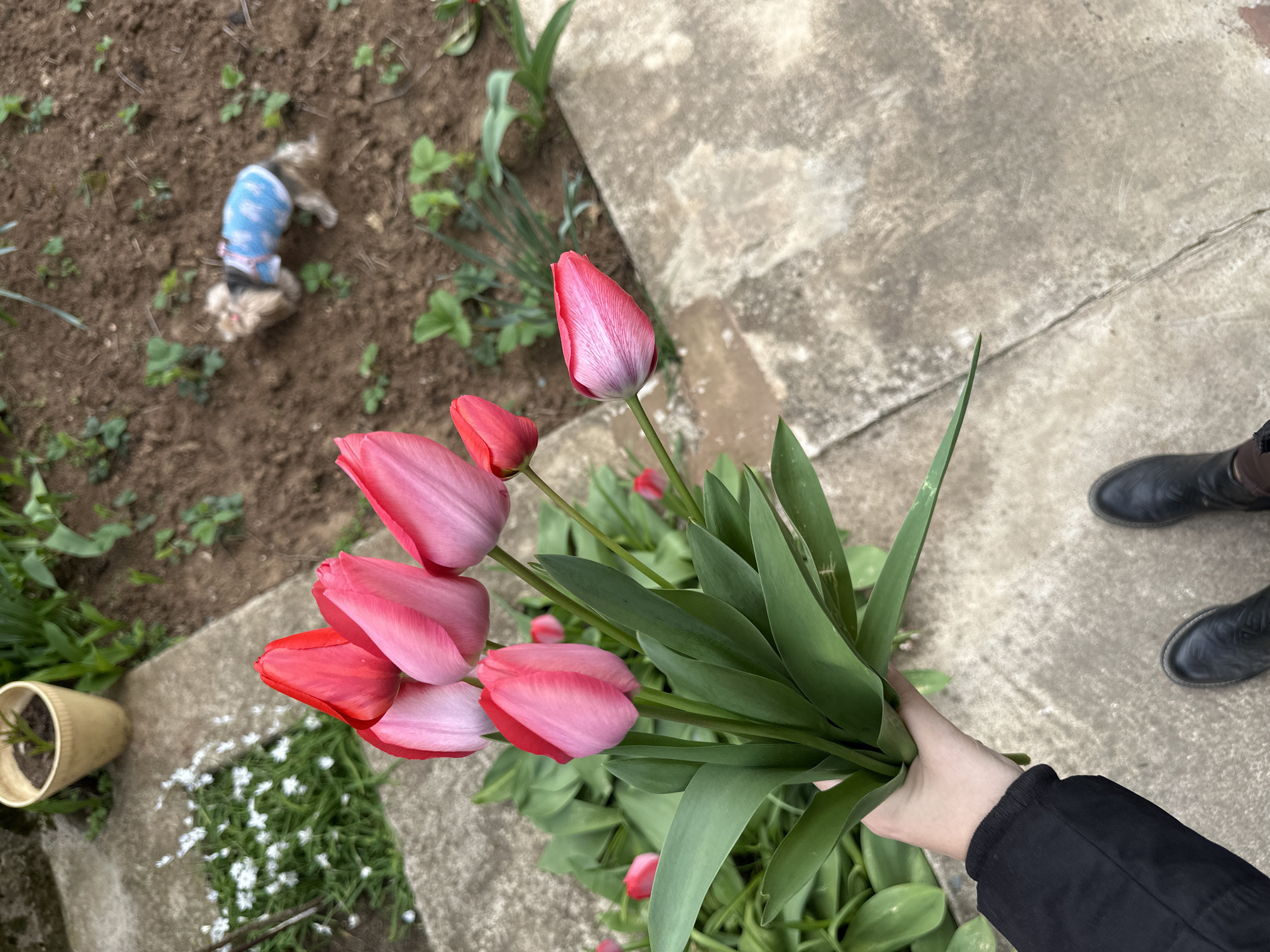 A bouquet of approximately 8 pink and red tulips is held in a person's hand, with the person wearing a black jacket and black boots. The background includes a patch of garden soil where a small dog wearing a blue jacket lies, some garden plants, some white flowers, a small pot and a grey concrete path. There is no indication of the city of Montana, Bulgaria.