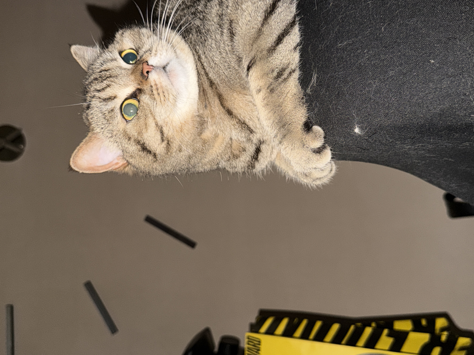 A light brown tabby cat with yellowish-green eyes is perched on a dark, possibly black, surface. The cat is looking up and towards the viewer, tilting its head slightly. Some of its paws are visible, gripping the edge of the surface it's on.
Below the cat, the background is a neutral beige color. In the lower part of the image, fragments of what appear to be a yellow object with black stripes and some clock hands are visible.
The image does not provide enough information to definitively determine the location as Sofia, Bulgaria.