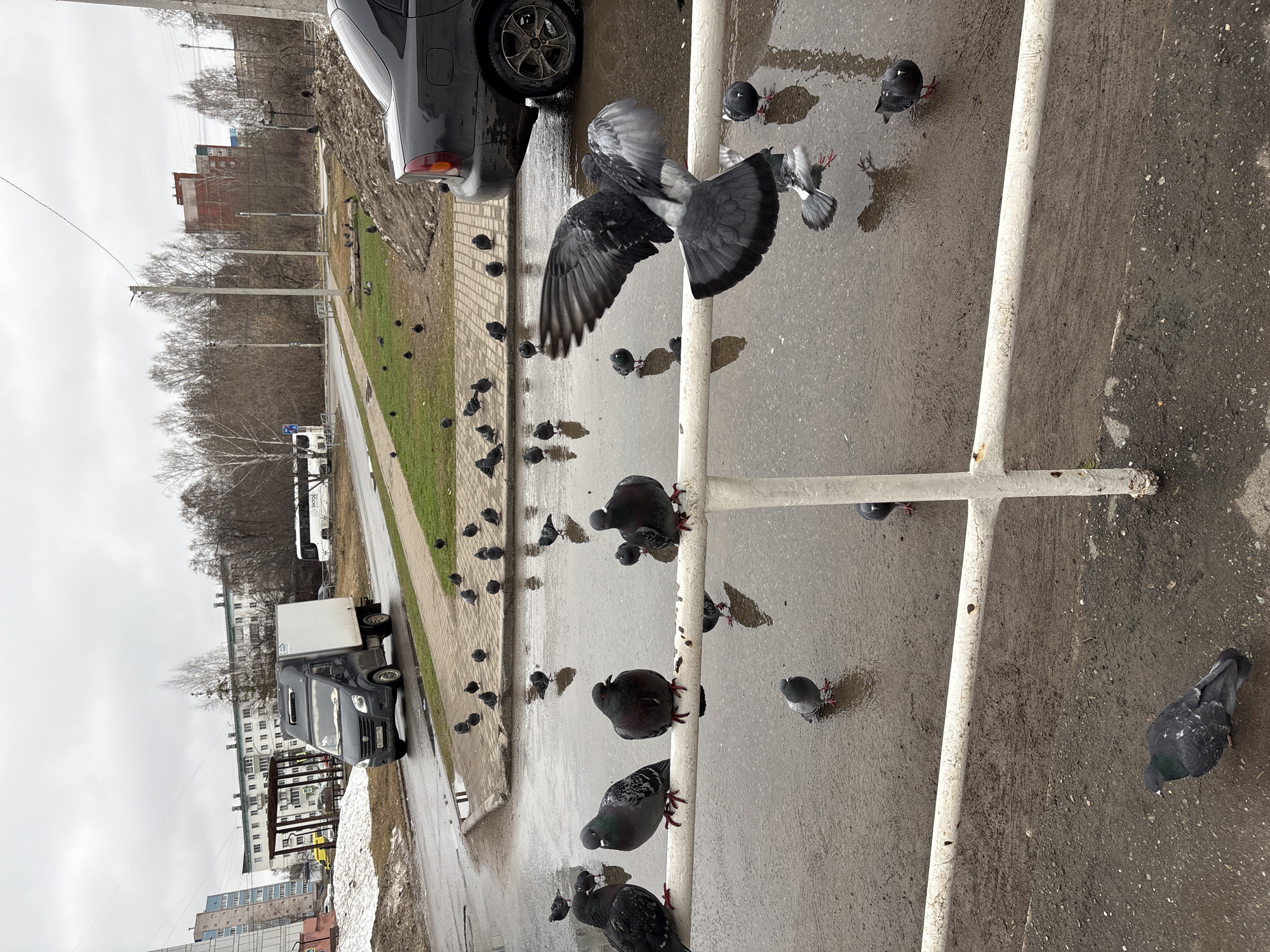 The image depicts an urban scene in Chaikovsky, Russia, with numerous pigeons present. Many of the pigeons are perched on and around a white, painted metal railing. Some are on the wet, gray asphalt pavement. A few pigeons are in mid-flight, with wings spread. A gray car is parked along the edge of the paved area. Beyond the pavement, there is a grassy area with more pigeons. In the background, there are trees without leaves, buildings, and vehicles, including a white truck. The sky is overcast, suggesting wet weather conditions. There are spots of unmelted snow remaining in the periphery of the frame.