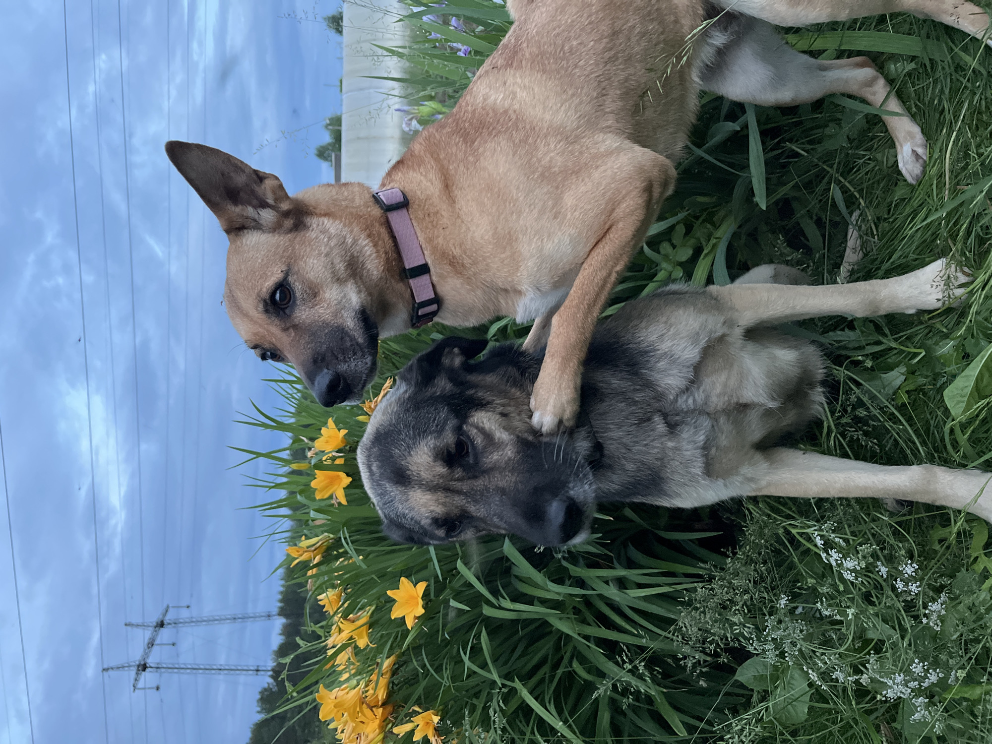 The image depicts two dogs in a natural outdoor setting, possibly a park or a yard. The dog in the foreground is a large, grey and black mixed-breed dog sitting down, looking slightly downwards. The second dog, a lighter-colored, tan mixed-breed dog, stands behind and to the right of the first dog, with its front right paw resting on the head of the first dog. Both dogs are in focus and appear to be interacting gently.
Behind the dogs, there is a dense patch of tall green foliage with bright yellow flowers, likely daylilies, interspersed within. The background shows a large electrical pylon and transmission lines against a cloudy, twilight sky, suggesting an open area near infrastructure. The ground is covered with grass and some smaller white flowers. There are no visible people in the image. The overall impression is a candid moment captured between two canine companions in a serene, natural environment juxtaposed with man-made structures. The specific location within Nizhny Tagil, Russia cannot be determined from the visual information alone, as it lacks any distinct landmarks or signage indicative of that particular city.