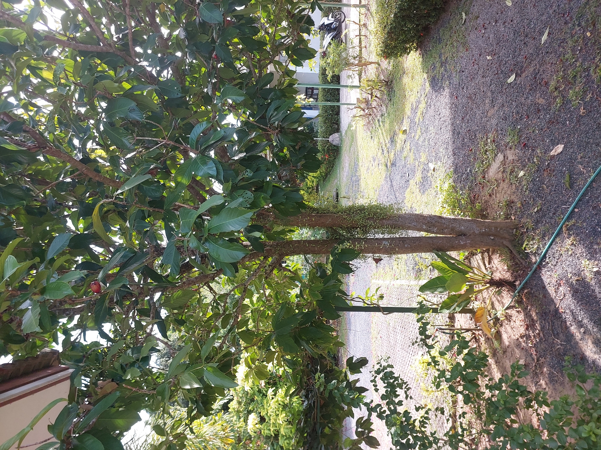 This is a medium-shot, outdoor, eye-level photograph taken in Baan Mae Nam, Thailand. The primary subject is a tree with lush green leaves and several red fruits, positioned in the center of the frame. The tree has two main trunks that appear to have grown together. Hanging vines are visible on the tree. In the background, there is a paved walkway, a lawn area, and some shrubbery. A white scooter is parked on the paved area. The scene is illuminated by sunlight, creating shadows on the ground. A green garden hose is visible in the lower left corner. The overall impression is a tropical garden setting.