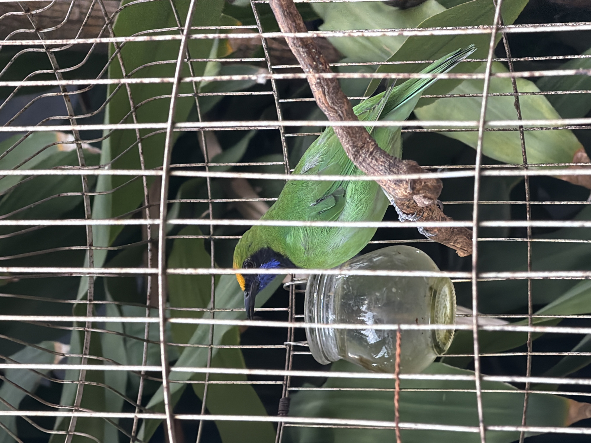 A bright green bird with a yellow forehead and blue throat is perched inside a metal cage in Nha Trang, Vietnam. The bird is looking to the left, with its beak slightly open. To the left of the bird, there is a small glass jar filled with water. The background consists of green leaves and dark shadows, suggesting an outdoor environment. The cage bars are visible throughout the image, creating a grid-like effect.