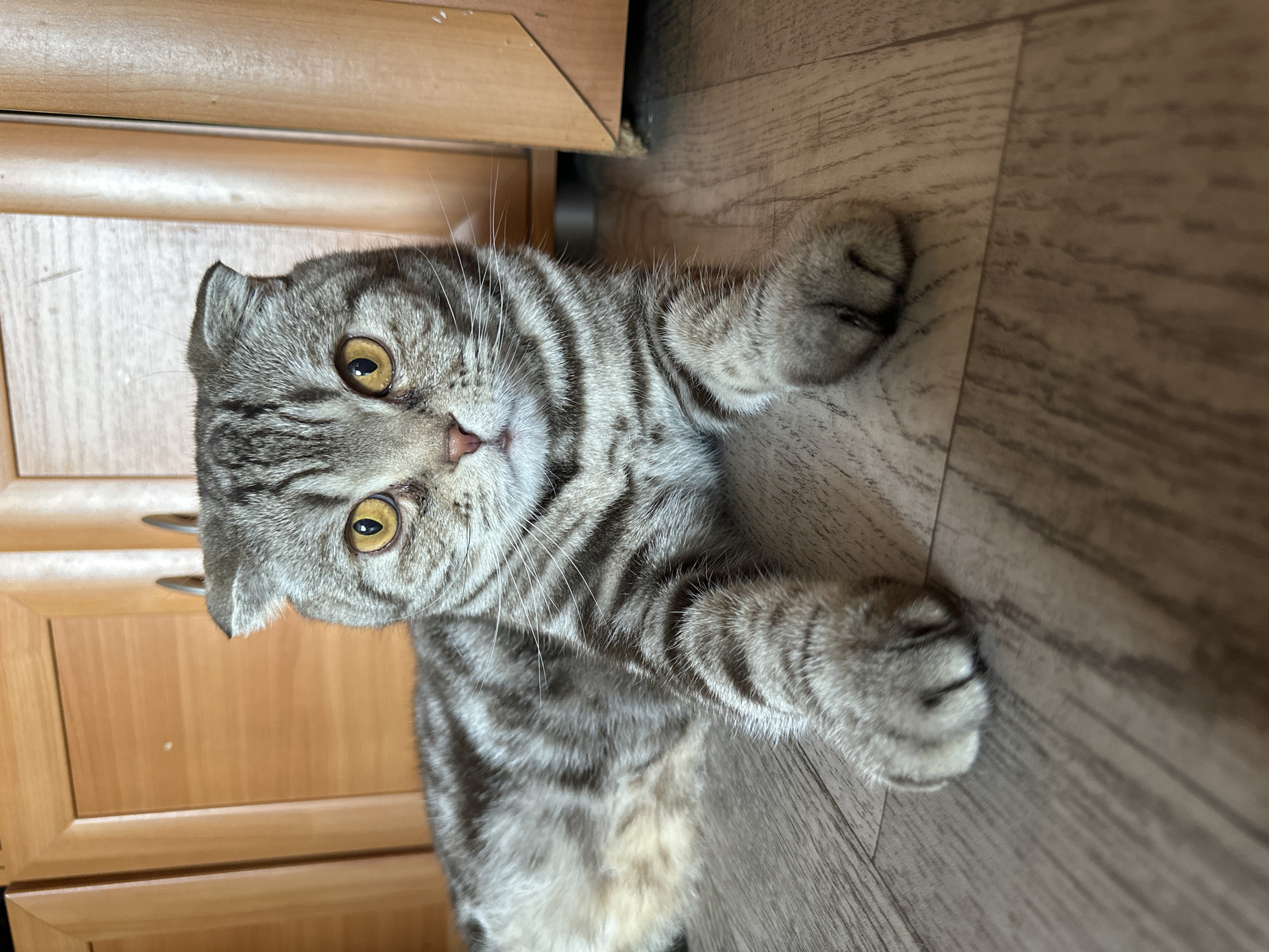 A gray tabby Scottish Fold cat lies on a wood-patterned floor next to light-colored wooden cabinets. The cat faces the camera with its paws extended forward. The location is indoors in the city of Unknown, Unknown.
