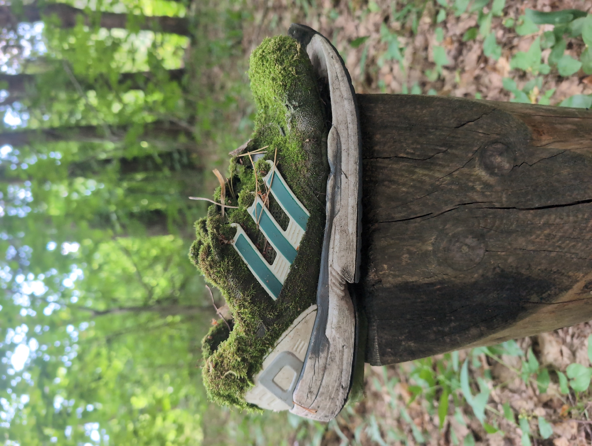 An Adidas sneaker, covered in moss, rests on a weathered wooden post. The shoe is a dark color with teal stripes and a white sole, showing signs of wear and tear. The post is rough and cracked, with a knot visible on its surface. The background is a blurred forest scene with green trees and foliage. The image appears to be taken outdoors in a natural setting. The location is not specified in the image.