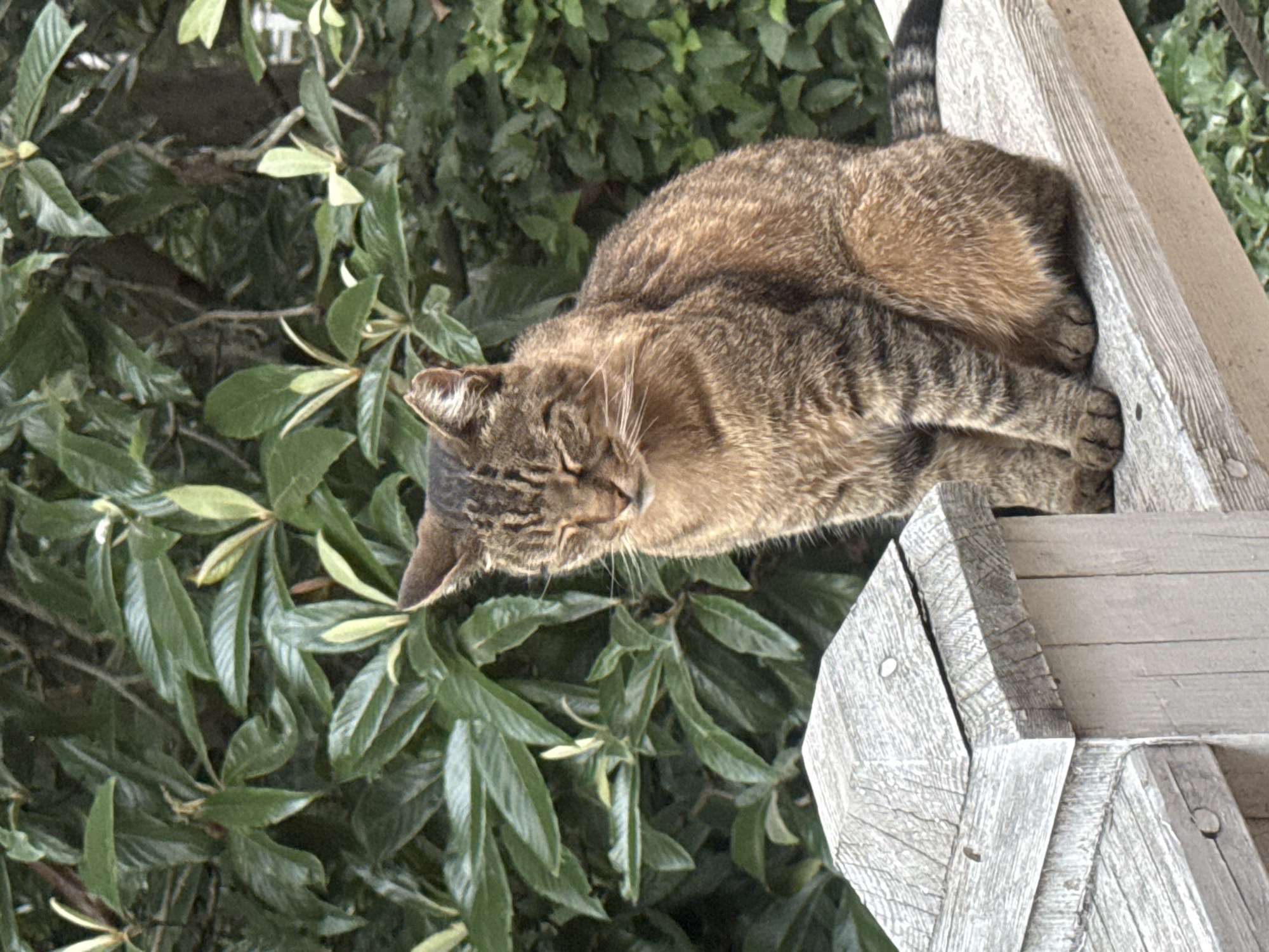 A tabby cat sits on a wooden railing, with its eyes closed. The cat is brown and black striped. Behind the cat is a dense green foliage. In the foreground, a portion of a light-colored wooden post is visible. The image appears to be taken outdoors in a natural setting.