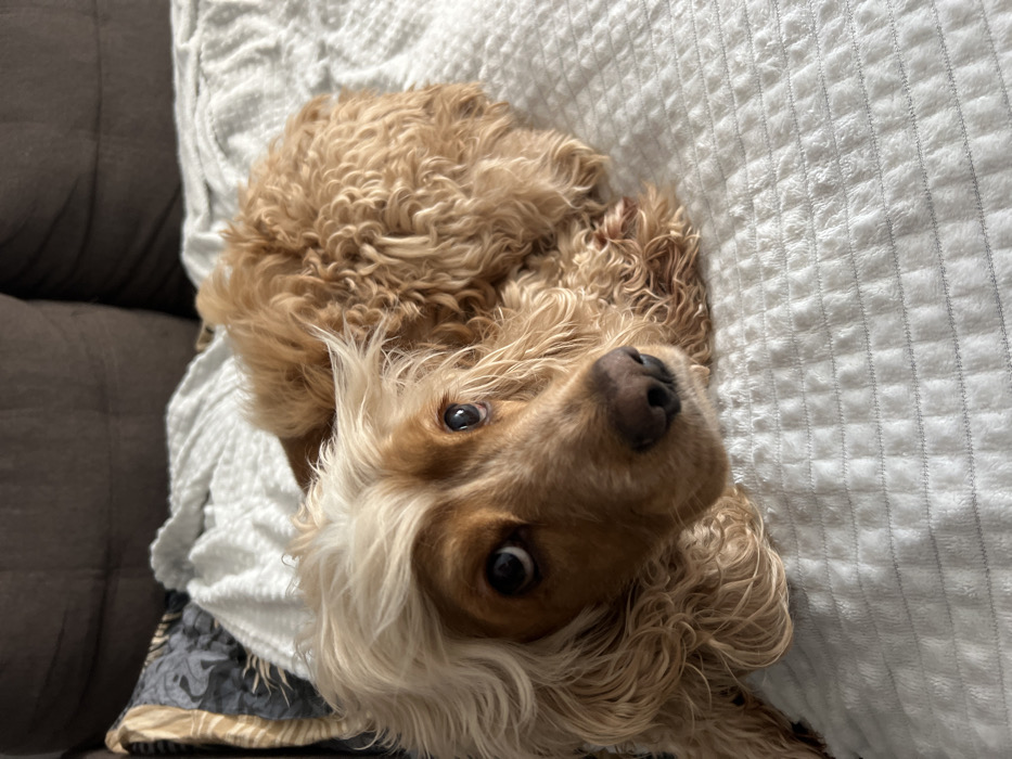 A golden-tan, curly-haired dog, resembling a Cocker Spaniel, is observed lying curled on a white, textured blanket or bedspread in a residential interior within the city of Chaikovsky, Russia. The dog's head is positioned slightly right of the frame's center, with dark eyes directed towards the viewer. A distinct lighter, almost blonde, section of fur frames its forehead and ears. Its nose is dark brown. A portion of a dark-patterned pillow is visible on the left side, behind the dog. The background consists of a dark brown, upholstered surface, consistent with furniture such as a sofa or headboard.