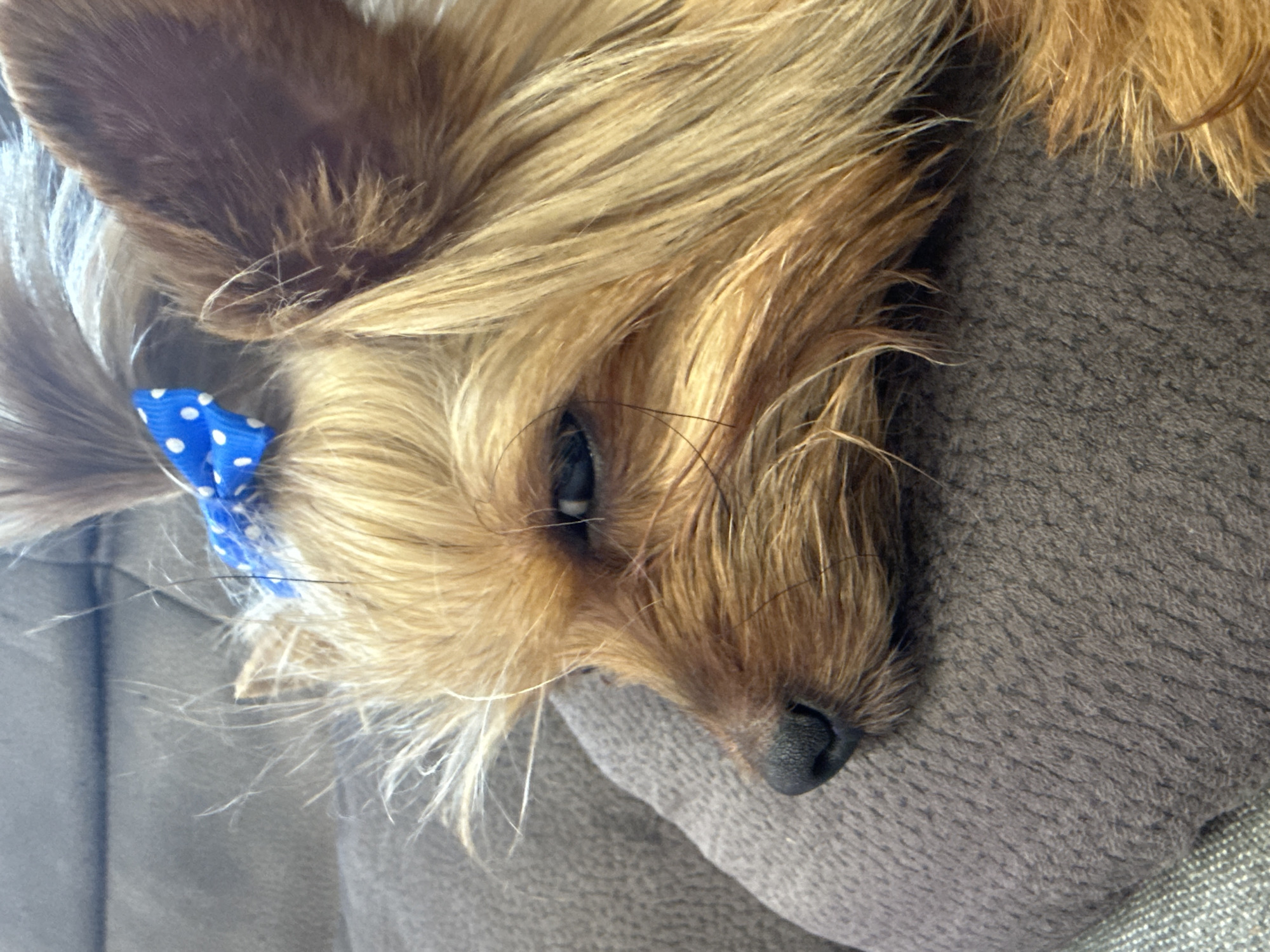 A close-up, profile shot captures a Yorkshire Terrier with blonde fur and a blue polka dot bow on its head, resting its head on a grey cushion. The dog's eye is partially closed, and its nose is dark and wet. The background consists of a textured grey sofa. The image appears to be taken indoors. The location of Sulitsa, Bulgaria is not evident from the image.