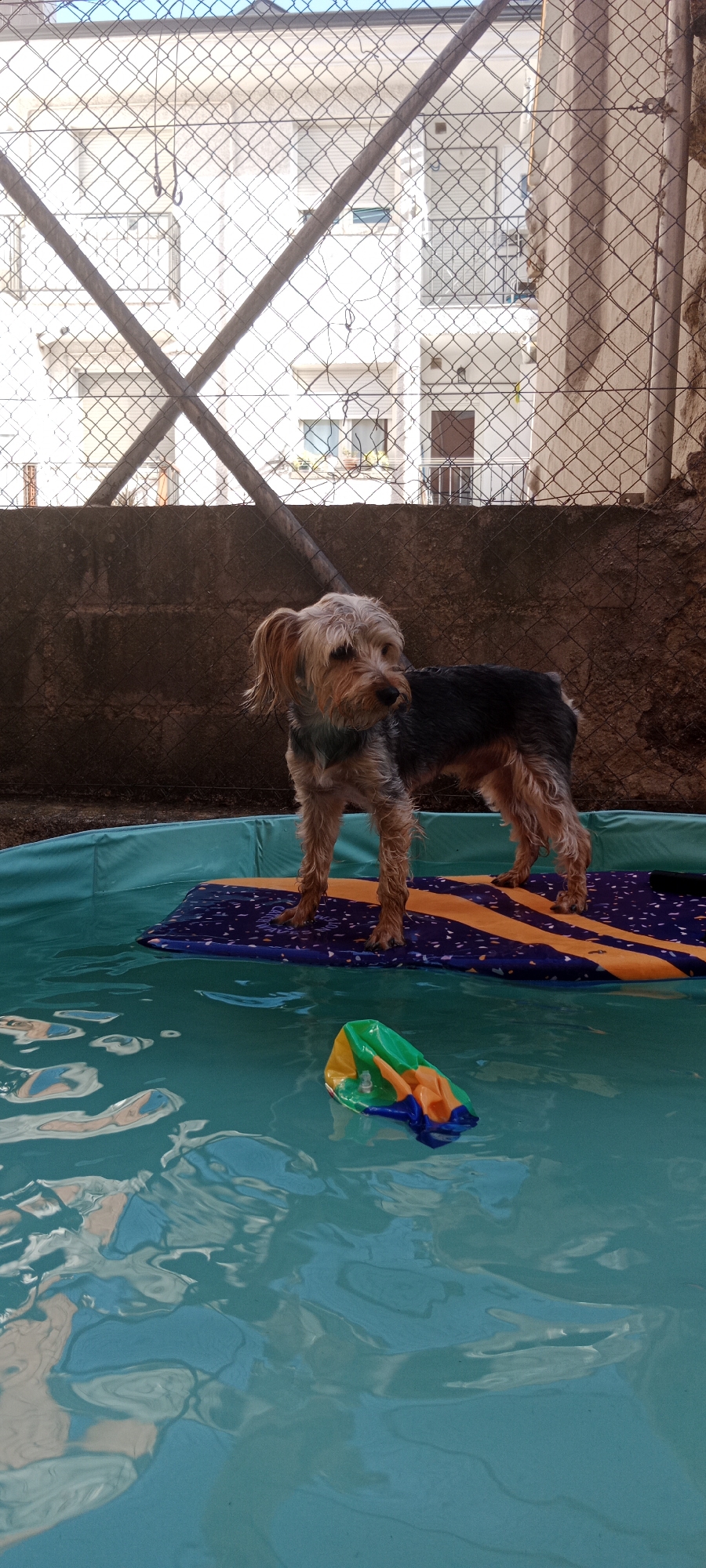 A small, shaggy, brown and tan dog stands on a colorful mat floating in a shallow, turquoise pool. The dog is facing right, with its ears perked. In the foreground, a deflated, multi-colored inflatable toy floats in the water. The pool is surrounded by a dark, rough-textured wall and a wire mesh fence. Behind the fence, a building with balconies and windows is visible under a bright sky. The image appears to have been taken outdoors in a courtyard or patio area.