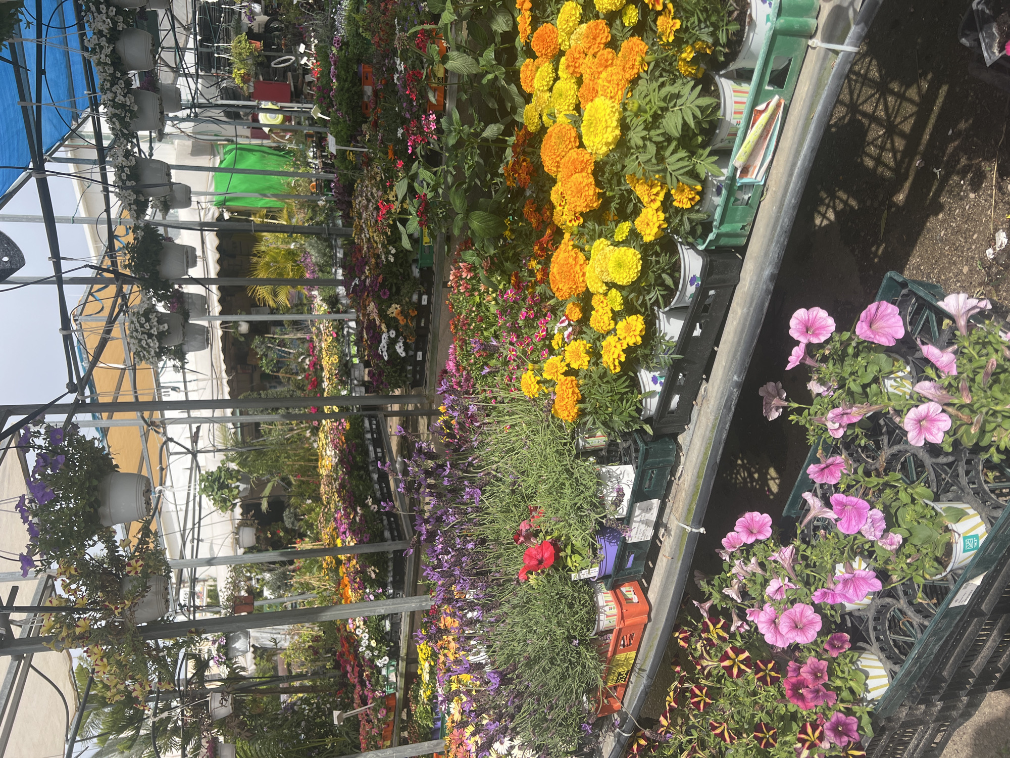 The image shows an indoor garden center, likely in Zvulun Regional Council, Israel, filled with rows of flowering plants. Yellow and orange marigolds dominate the foreground, followed by rows of lavender and other colorful flowers. Plants are arranged on shelves and in hanging baskets suspended from the ceiling. The structure of the garden center, with metal frames and translucent roofing, is visible. Sunlight streams in, creating shadows on the ground.