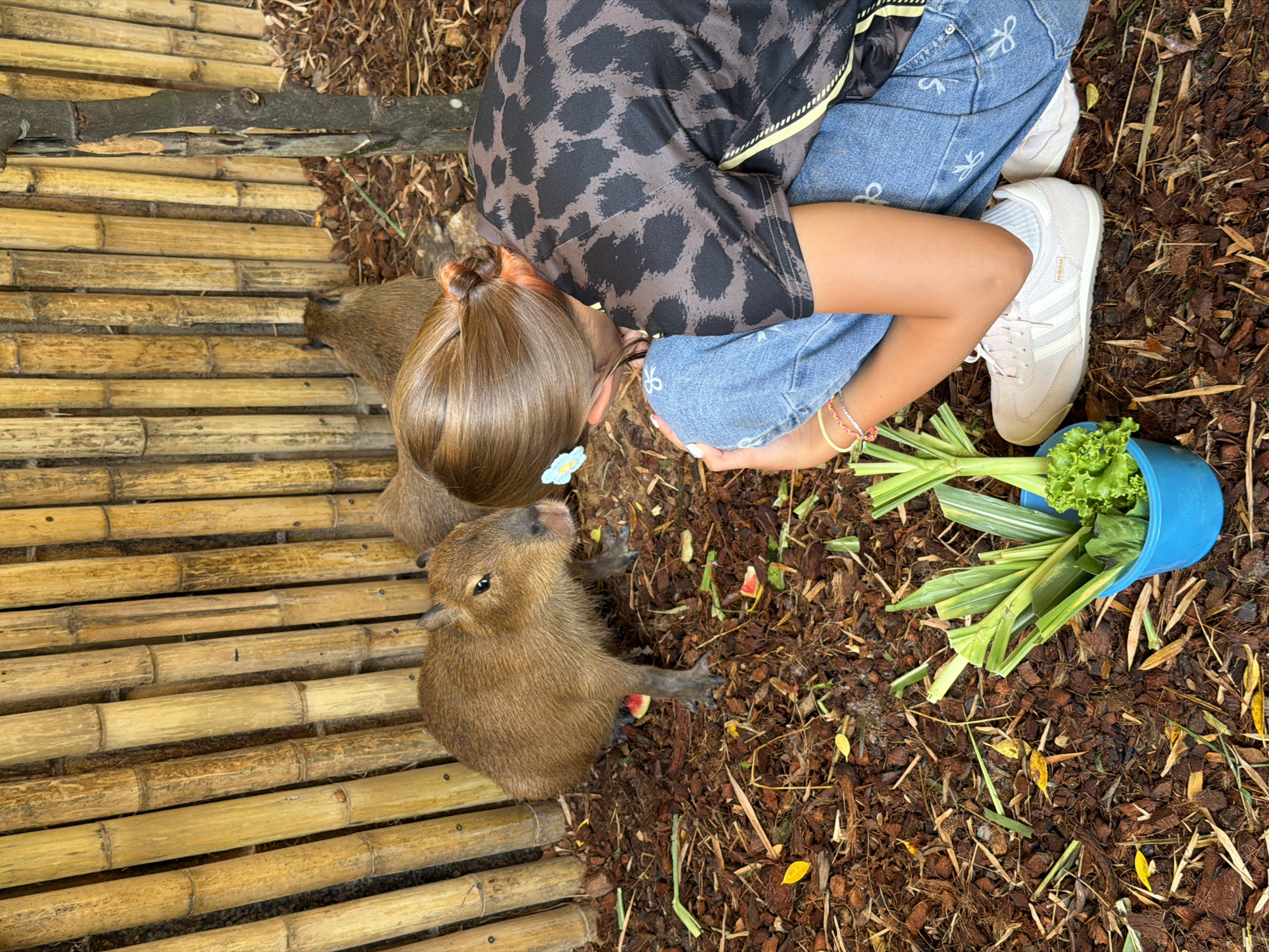 In Choeng Thale, Thailand, a young person kneels on the ground in front of a bamboo fence, offering food to two capybaras. The person, wearing blue jeans with a subtle white pattern and a dark shirt with a black and brown leopard print, has their back to the camera. Their hair is pulled back in a ponytail with a small blue flower clip. In front of them, a blue bucket holds a bunch of green leafy vegetables and stalks, presumably for the capybaras. One capybara, brown and furry, stands close to the person, facing them and appearing to eat. Another capybara is visible further back, near the fence. The ground is covered in mulch and fallen leaves, with a few scattered pieces of what appear to be watermelon rinds. The environment suggests an outdoor enclosure, possibly at a zoo or animal sanctuary, within Choeng Thale.