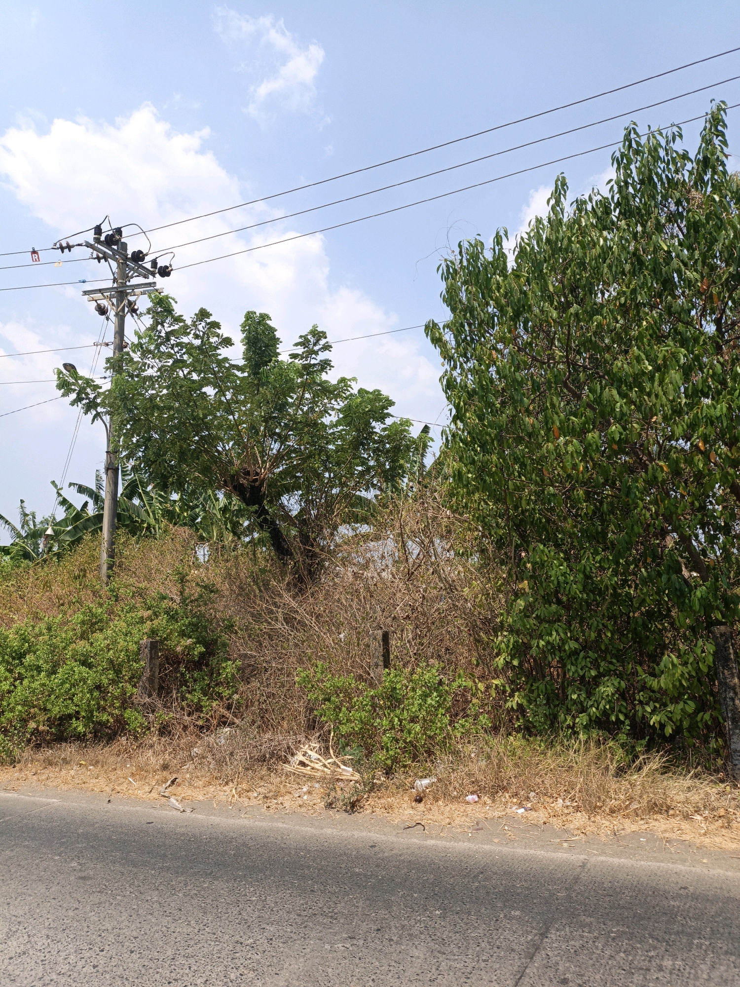 The image depicts a roadside scene in Jepara, Indonesia, under a bright blue sky with scattered white clouds. A paved road occupies the foreground, with a dry, dusty embankment lining its edge. The embankment is overgrown with a mix of dry brush, dead branches, and sparse green vegetation. Some discarded plastic waste is visible on the ground.
Dominating the background is a utility pole with electrical wires extending across the frame. To the left of the pole, a cluster of large green banana leaves is visible. A dense arrangement of trees and bushes forms the backdrop. On the left, a large tree with abundant green foliage stands prominently. To its right, a smaller, drier bush with many thin, leafless branches is interspersed with greener bushes. A tall, mature tree with dense green leaves is positioned on the far right. The overall impression is a somewhat unkempt roadside environment in a tropical or subtropical location.