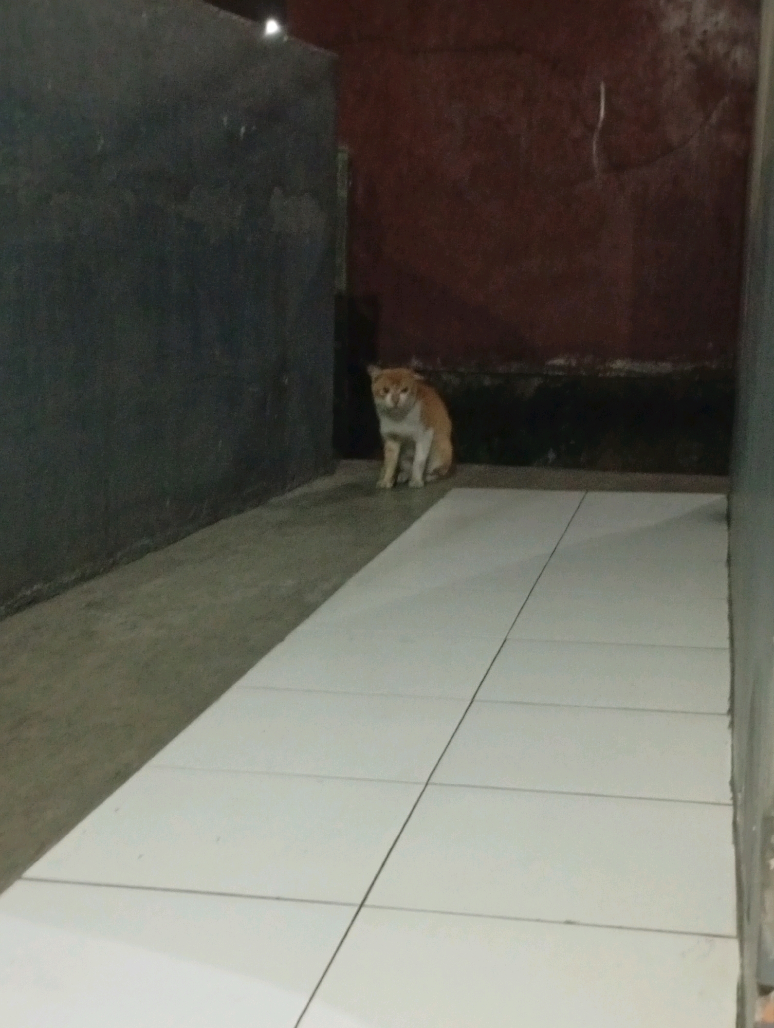 A ginger and white cat is sitting on a white tiled floor. The cat is facing the camera with its front paws tucked underneath its body. The background consists of a dark grey wall on the left and a reddish-brown wall on the right. The scene appears to be an outdoor alleyway or walkway. The lighting is dim, suggesting it may be evening or nighttime. The location is identified as Tasikmalaya, Indonesia.