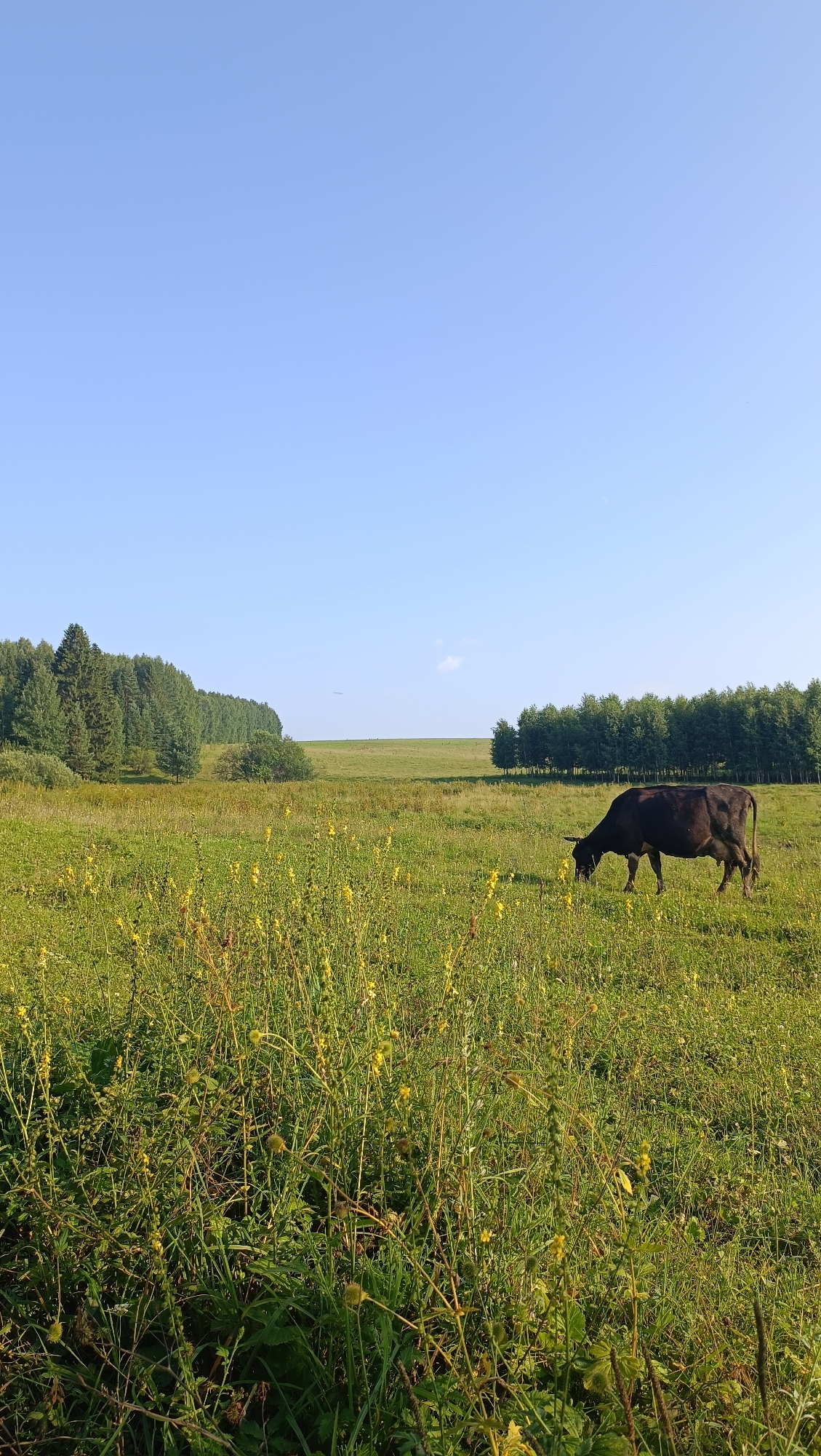 A lone dark-colored cow grazes in a lush green meadow dotted with small yellow wildflowers. The meadow extends towards a line of dense green trees in the middle ground, with a clear blue sky overhead. The scene is bathed in natural daylight.