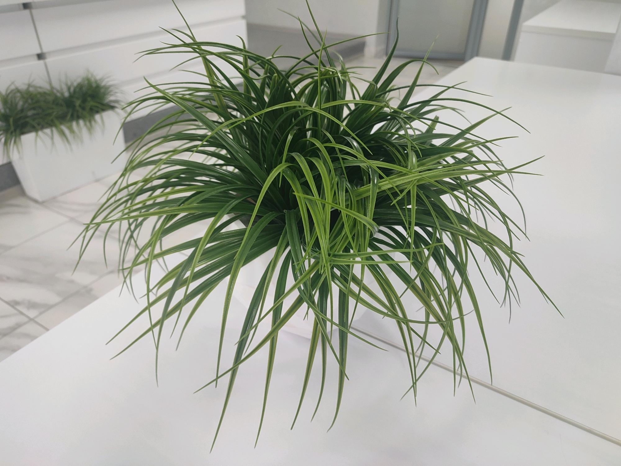 A potted green plant with long, slender leaves sits on a white surface in what appears to be an indoor office environment. In the background, another similar potted plant is visible, along with white cabinets and a tiled floor. The scene is well-lit, suggesting an artificial light source. The plants are likely artificial given their uniform appearance and the indoor setting. The image does not provide any information or context about the city of Belaazyorsk, Belarus.