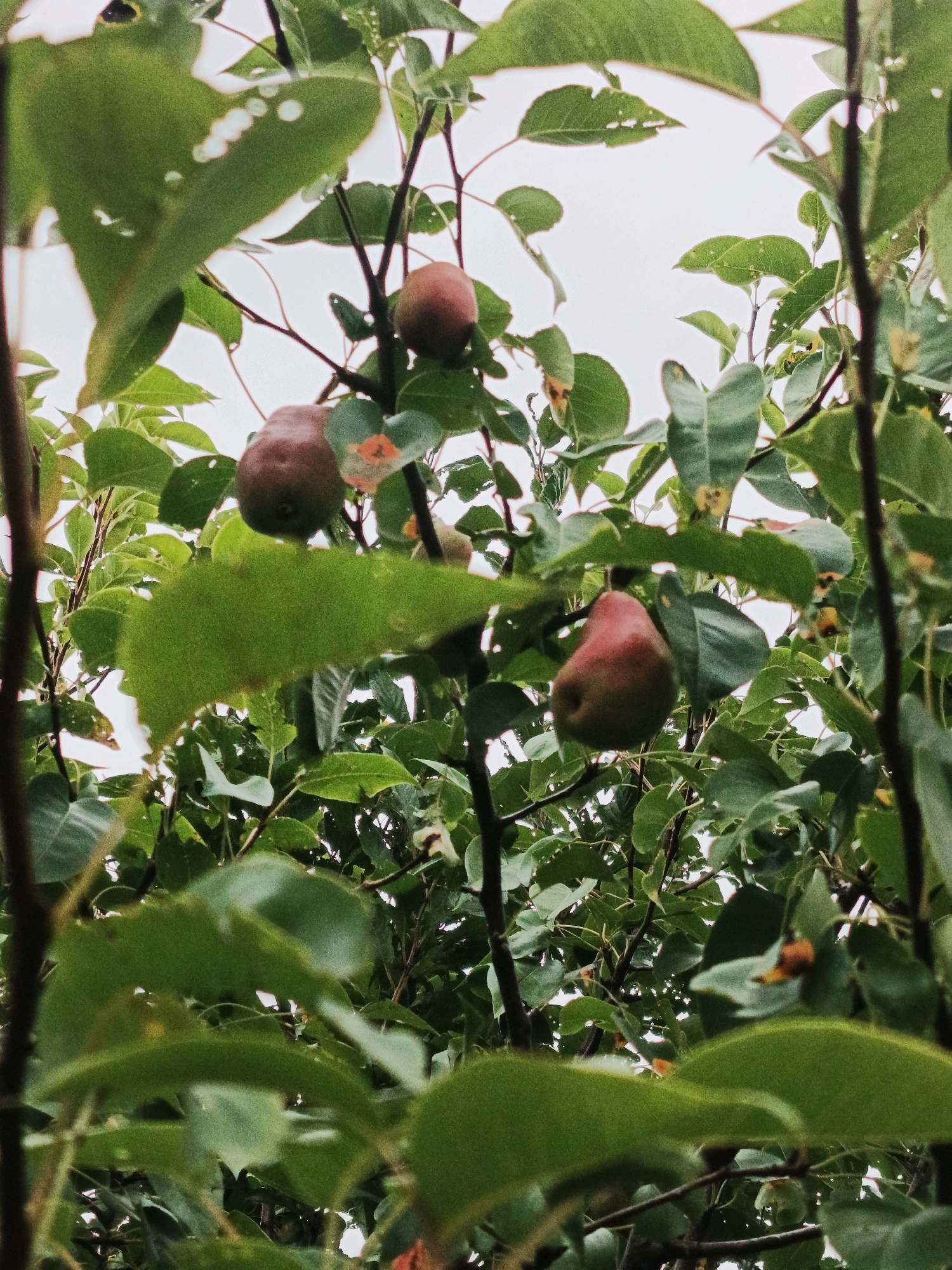 A low-angle shot captures a pear tree laden with fruit, nestled amongst lush green leaves against a pale sky. Three ripe pears, exhibiting shades of red and yellow, are visible, hanging from the branches. The foreground is dominated by the tree's foliage, with some leaves appearing slightly tattered or with small holes. The scene is set in Bessonovka, Russia, suggesting a rural or garden environment. No people or other animals are present.