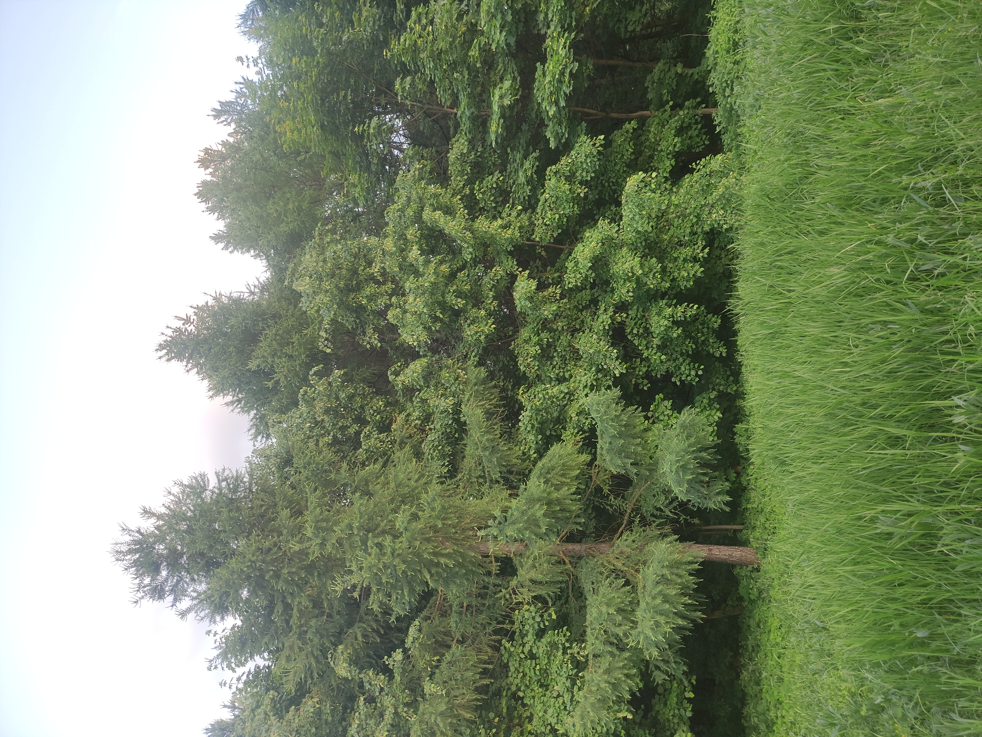 This image depicts a vibrant natural landscape, likely a park or forest edge in Moscow, Russia. The scene is dominated by lush green foliage, divided between a dense wooded area and a field of tall grass.
On the left and extending into the center of the frame, a variety of trees forms a thick canopy. These include coniferous trees with needle-like leaves, as well as deciduous trees with broader, rounder leaves, all displaying various shades of green. The foliage is rich and healthy, suggesting a warm season like spring or summer. Glimpses of tree trunks and branches are visible through the dense leaves.
To the right, a wide expanse of tall, untamed green grass fills a significant portion of the image. The blades are long and dense, indicating a natural or unmowed area, and appear soft and plentiful. There's a clear, natural boundary where the trees meet the grassy area.
Above the trees on the upper left, a bright, clear sky, mostly white with a hint of light blue, suggests daytime conditions, likely a bright or slightly overcast day without harsh sunlight. No human figures, animals, or man-made structures are visible. The overall impression is one of peaceful natural beauty and abundant greenery.