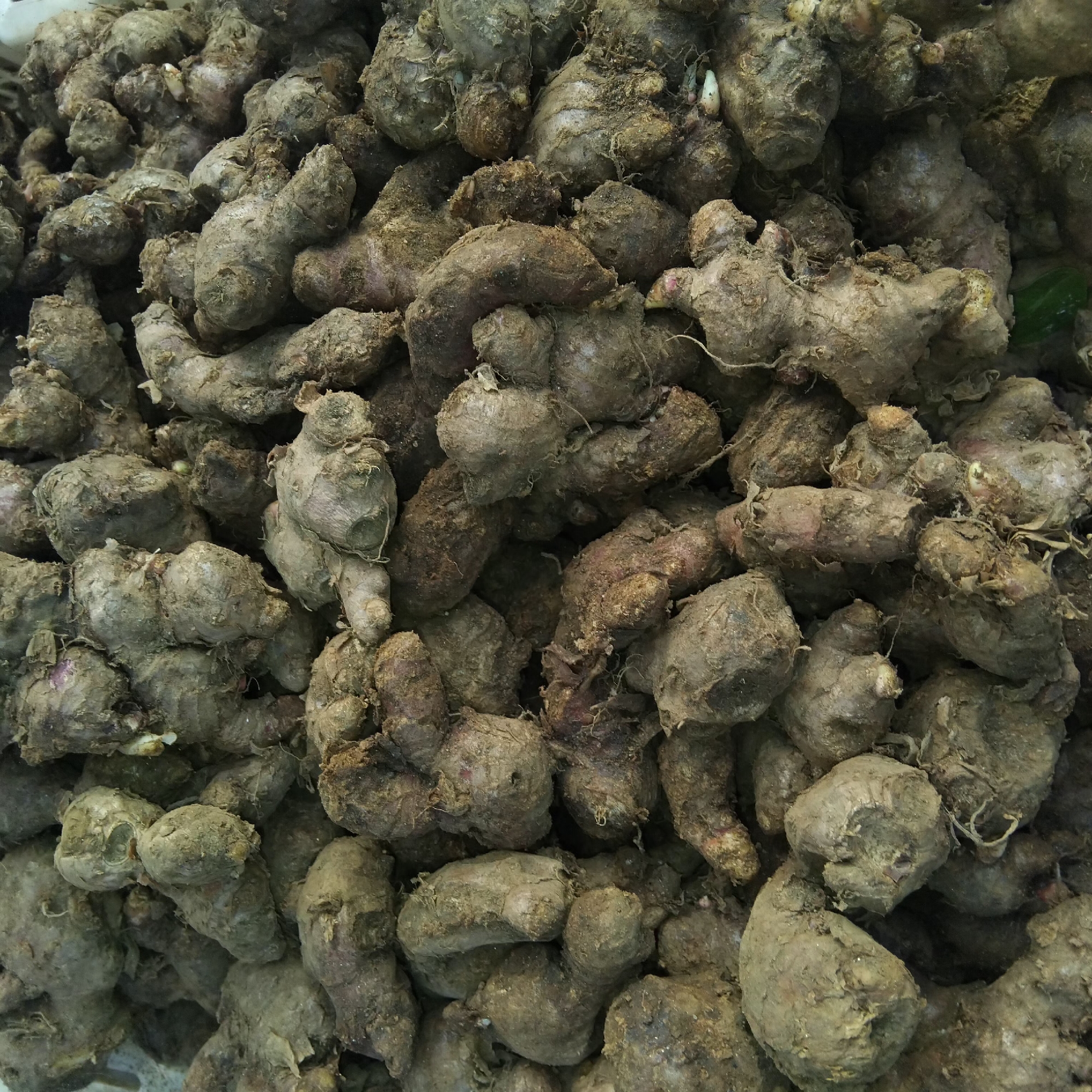 This is a close-up, overhead shot of a large pile of raw turmeric roots, also known as *kunyit*. The turmeric is unwashed, with soil and dirt clinging to the lumpy, gnarled rhizomes, giving them a rough, earthy texture. The roots vary in size and shape, with some being thick and bulbous, while others are more elongated and branched. Their color ranges from a dull earthy brown to a lighter tan, with hints of purple visible on some of the skin. Tiny root hairs and remnants of dried leaves are also present. The lighting is even, with no harsh shadows, suggesting an indoor environment, possibly a market stall or storage area. There are no people or visible actions, the focus is solely on the produce. This scene is consistent with the agricultural products commonly found in the markets of Banjarbaru, Indonesia, a city known for its plantations and agricultural offerings.