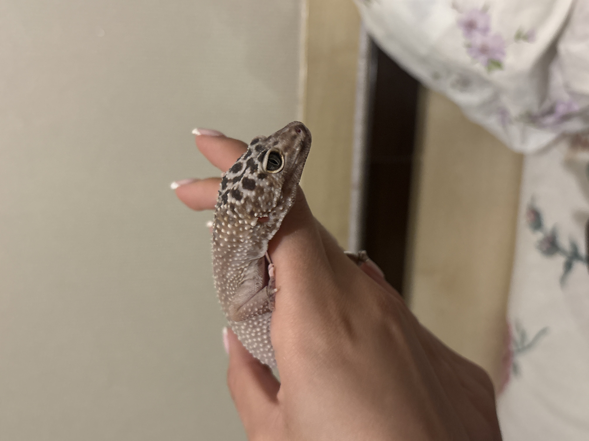 A person is holding a leopard gecko. The gecko has a grey and black spotted pattern on its head, fading into a lighter grey with small white spots on its body. The person's hand is visible, with French manicured nails. The background shows a cream-colored wall and a white floral patterned fabric, possibly a blanket or sheet. The exact location in an unknown city is not discernible from the image.