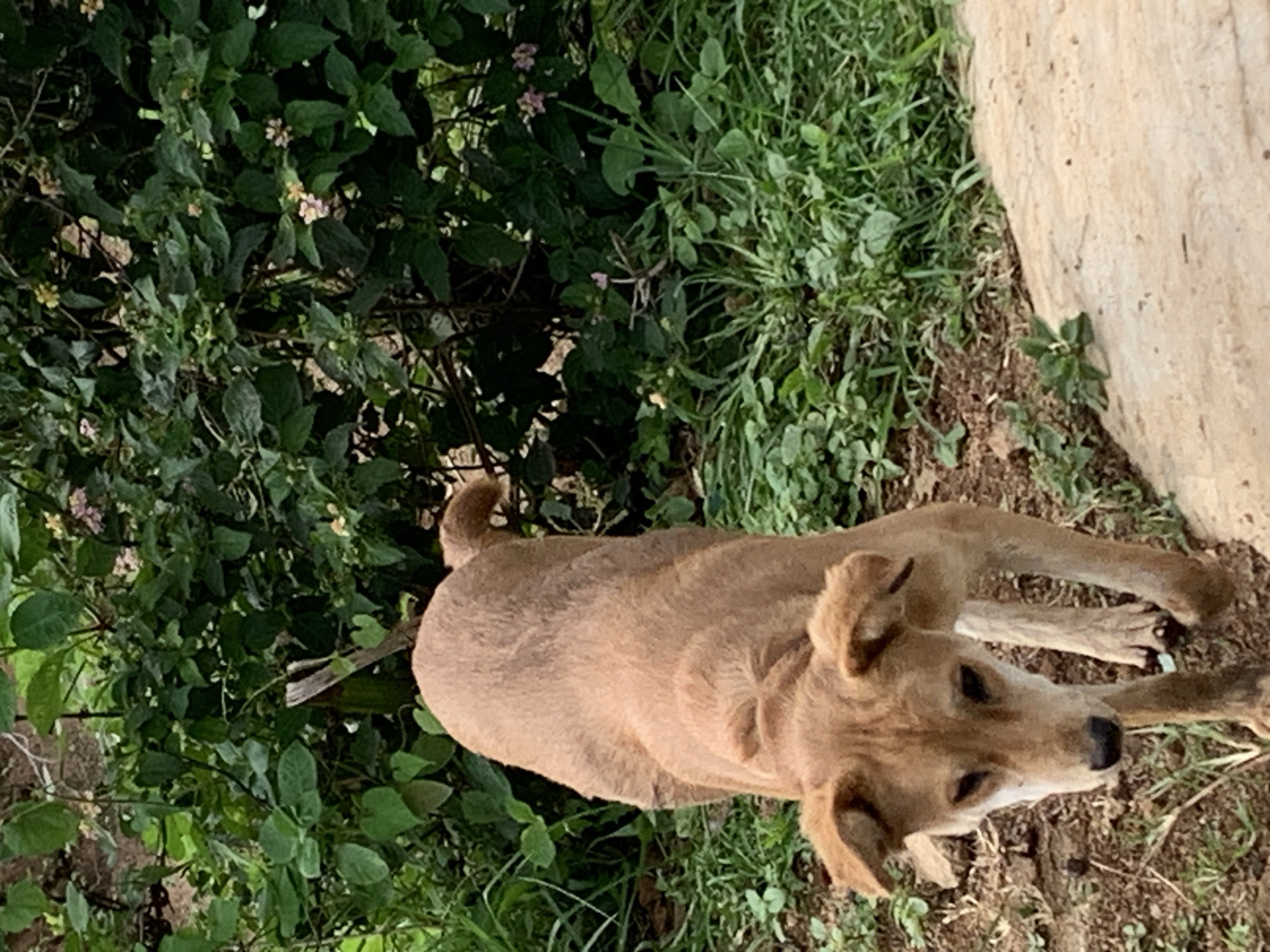 An adult, medium-sized, short-haired, tan dog is walking on a dirt path in Zawan, Nigeria. The dog is looking down and to its left, with its ears perked forward. The dog's tail is held straight out behind it. The dog is in the foreground of the image, and the background is filled with lush green foliage, including trees, bushes, and grass. A light-colored stone path is visible to the right of the dog, extending into the distance. The scene appears to be outdoors, possibly in a park or garden.