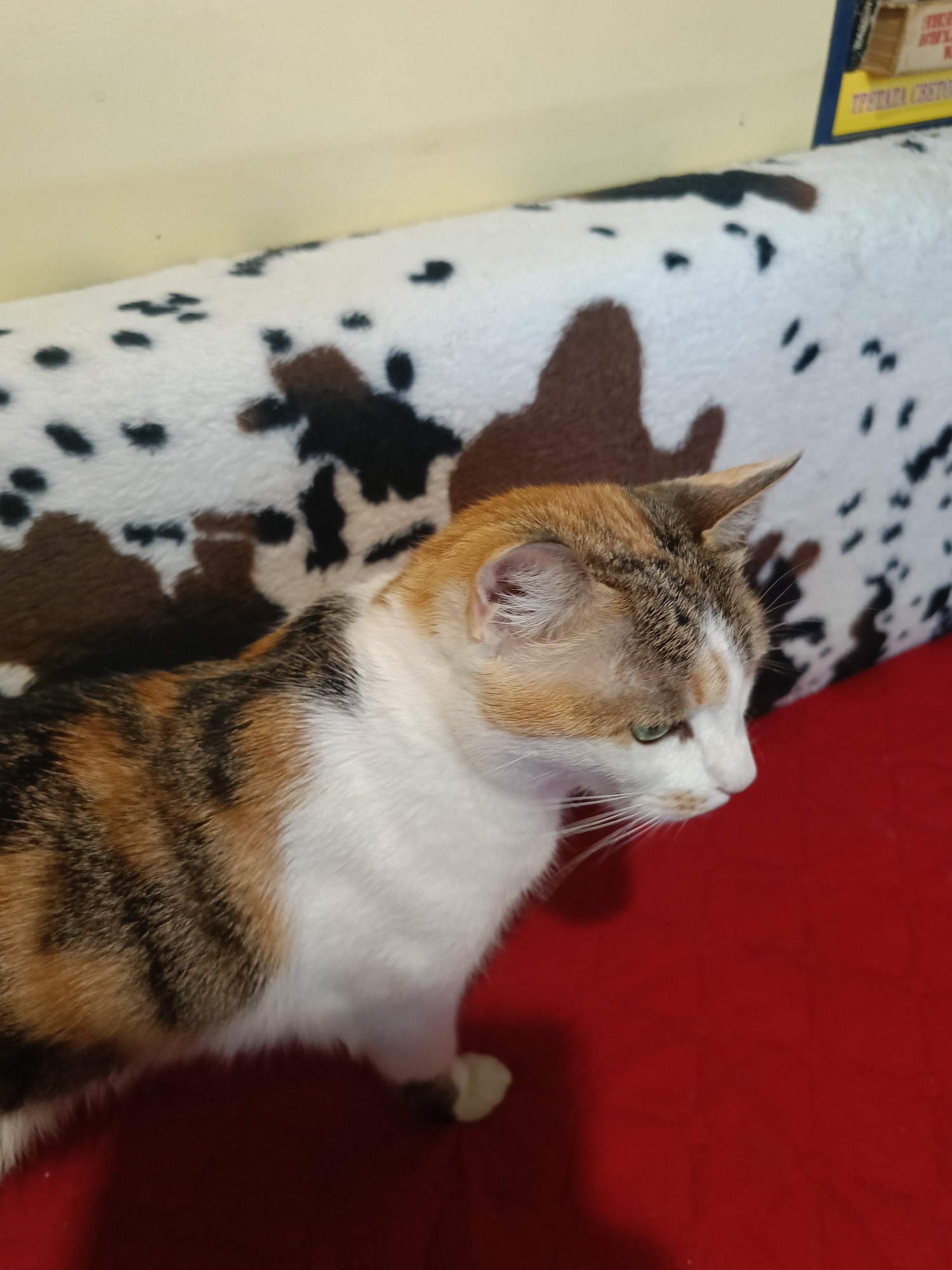 A calico cat with white, orange, black, and brown fur is lying down on a red surface, possibly a couch or rug. The cat is facing to the right, with its head slightly turned towards the viewer. Its green eyes are visible, and its whiskers are fanned out. Behind the cat is a textured surface with a cowhide or Dalmatian-like pattern of brown and black spots on a white background. In the upper right corner, a portion of a yellow and blue sign is visible. The environment appears to be indoors, possibly a room in a residential building in the city of Varna, Bulgaria. The lighting is moderate, casting a soft shadow to the left of the cat.