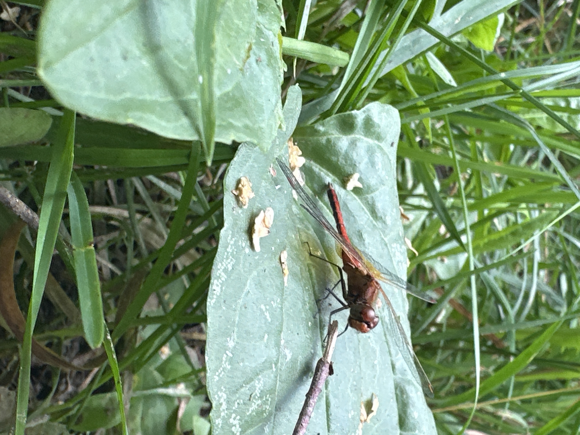 A red dragonfly with clear wings is perched on a large, light green leaf. The dragonfly is facing to the right, with its head turned slightly towards the camera. Its body is segmented and its abdomen is reddish-orange. A small, thin brown twig rests on the leaf near the dragonfly's head, and the dragonfly's front legs are positioned as if reaching for it. The leaf has a slightly textured surface and some scattered small, light-colored debris. In the background, out of focus, are blades of green grass and other foliage, suggesting an outdoor, natural environment. The scene is captured at a low angle, close to the ground. There are no people visible in the image. The location is not specified in the image itself, and therefore its location in Chaikovsky, Russia cannot be determined.
