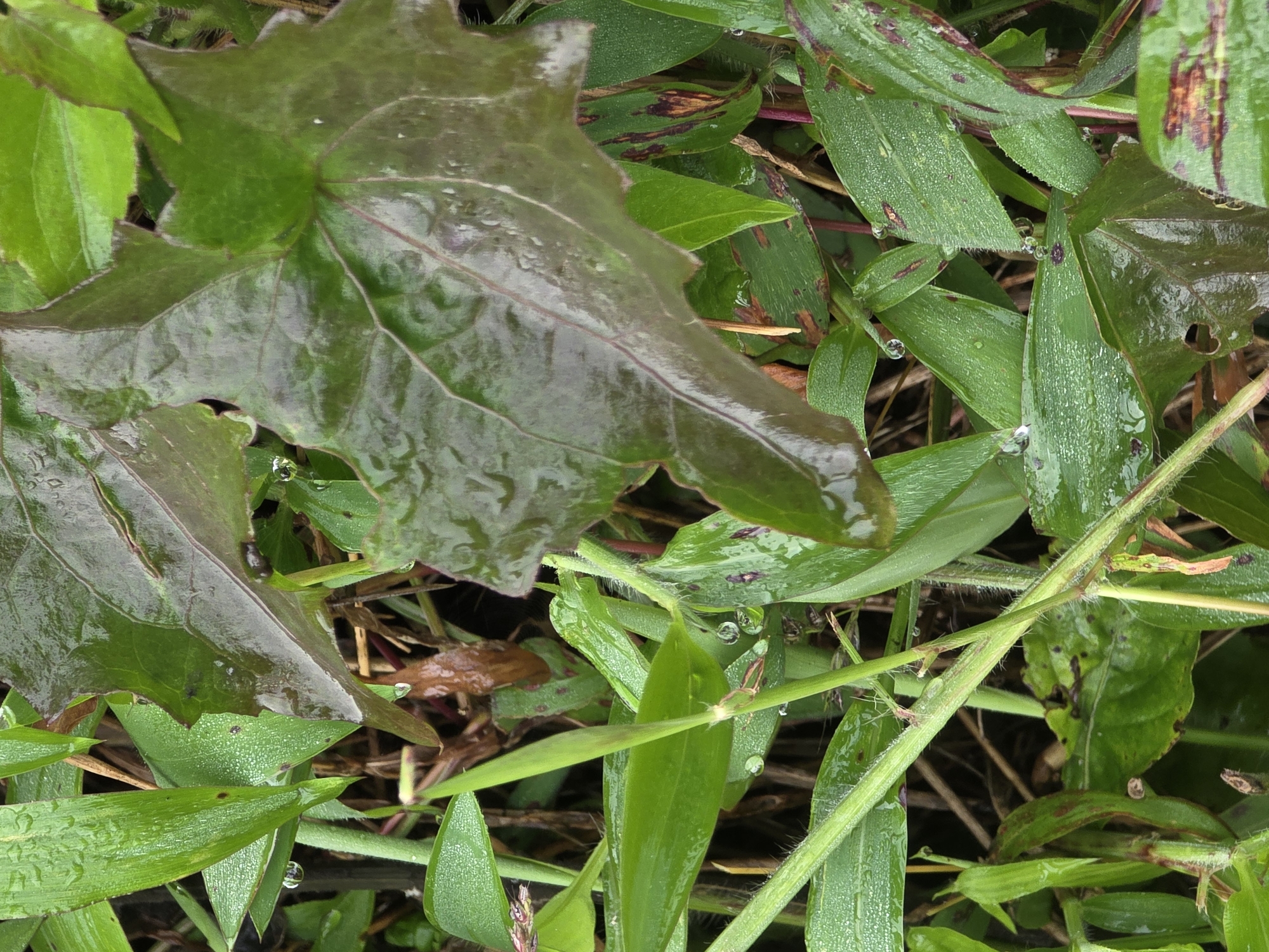 The image is a close-up, overhead shot of lush green foliage and a large, dark green, heart-shaped leaf. The plants are wet, with numerous water droplets clinging to the leaves and stems, indicating recent rain or dew. Some of the leaves have reddish-brown markings. The background is out of focus, showing more greenery and dark soil or dried leaves. The scene appears to be an outdoor natural setting, possibly a garden or a patch of wild plants, in an unidentifiable location in Indonesia. There are no people or animals visible, and no specific actions are being depicted. The lighting is soft, suggesting an overcast day or shaded conditions.