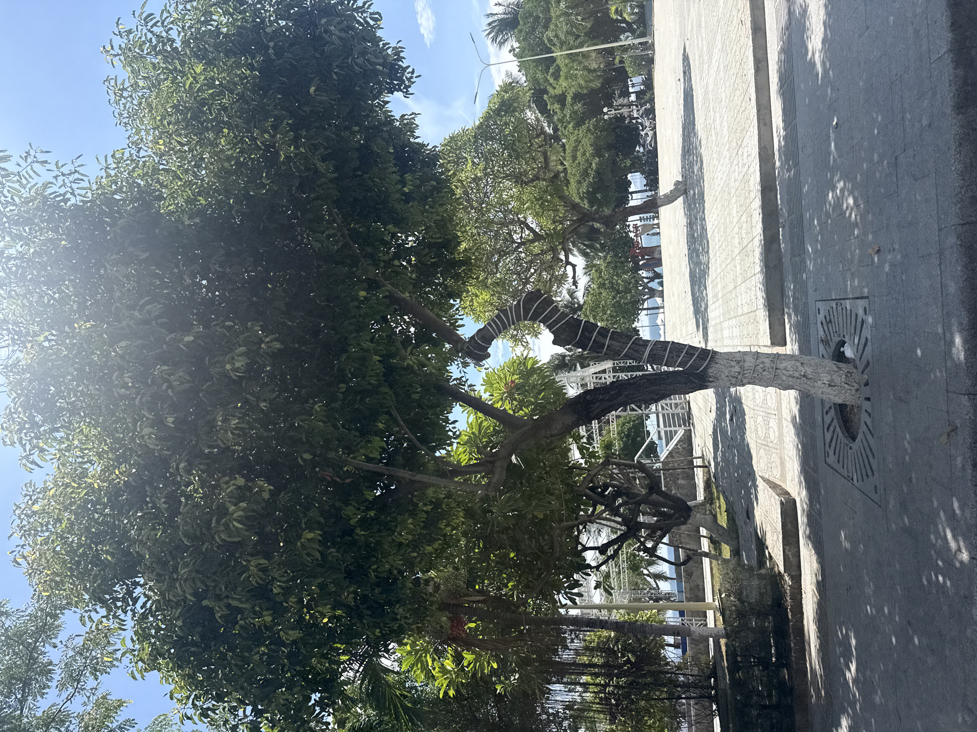 A full shot captures a sun-drenched, outdoor scene at a city plaza in Nha Trang, Vietnam. In the foreground, a tree with a dark, gnarled trunk, wrapped in white binding, stands out against the paving stones. Its branches spread widely, adorned with lush green leaves. To the left of this tree, another tree with similar foliage is visible, its lower branches draped with thin, vine-like strands. Further back, a row of trees lines the edge of the plaza, their canopies creating dappled shadows on the ground. Beyond the trees, the bright blue sky is partially obscured by the sun's glare. In the distance, hints of structures and vehicles suggest a bustling urban environment. The overall impression is one of a vibrant, lively public space, bathed in the warm glow of the Vietnamese sun.