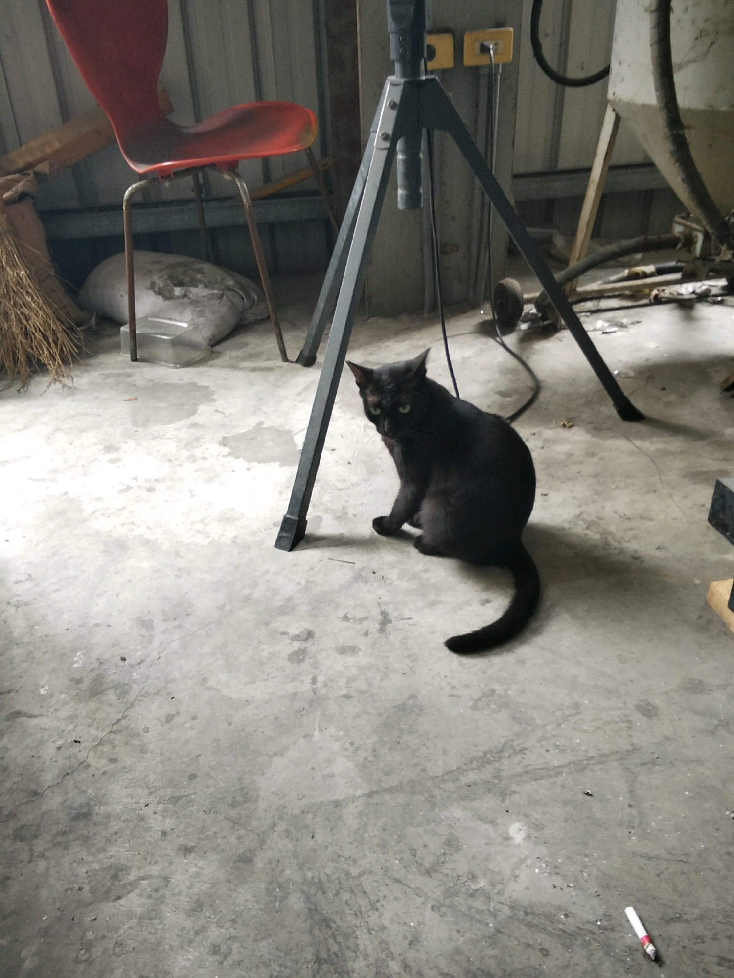 A black cat with green eyes sits on a concrete floor in what appears to be a storage area or workshop. The cat is facing left, with its tail curled around its body. Behind the cat is a large, metal tripod. To the left of the cat, a red plastic chair with metal legs is visible, and next to it, a broom made of natural fibers. In the background, there are corrugated metal walls, some industrial equipment, and electrical outlets. The floor is stained and shows signs of wear. A discarded cigarette butt is visible on the floor in the lower right quadrant of the image. The scene is likely located in Douliu City, Taiwan.