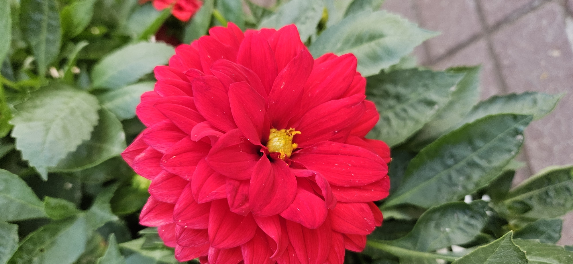 A close-up, portrait-oriented photograph captures a vibrant red dahlia in full bloom, set against a backdrop of lush green foliage. The flower's many petals are tightly packed, creating a dense, circular form. At the very center of the bloom, a small cluster of yellow stamens is visible. The petals exhibit a rich, velvety texture and are speckled with tiny white marks, possibly dust or pollen. The leaves surrounding the dahlia are a deep green, with some showing slight imperfections or variations in color. The background is softly blurred, but hints of paving stones, likely reddish-brown, can be discerned, suggesting an outdoor setting. The image is well-lit, highlighting the striking color of the dahlia. There are no people or animals visible in the frame. The context of Vitsebsk, Belarus, is not visually represented in the image itself.